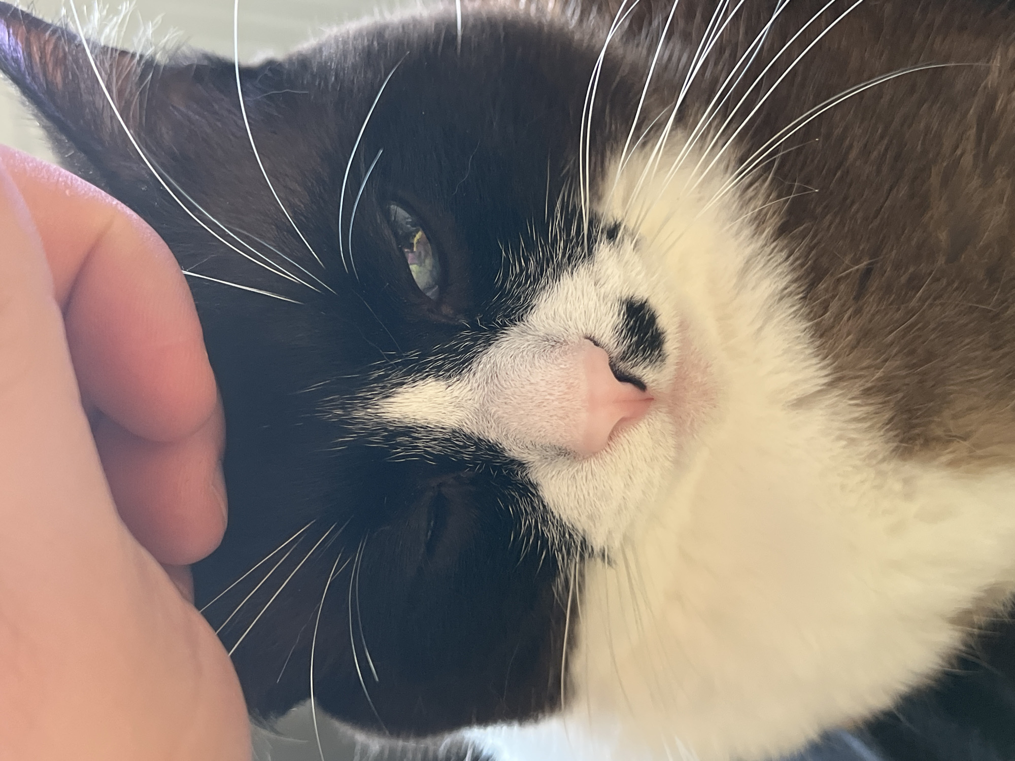 A close-up, low-angle shot captures a black and white cat being petted by a human hand. The cat's left eye is partially closed, and its right eye is open, reflecting light. The cat has white whiskers and a pink nose with a black spot. The human hand is visible at the top of the frame, gently stroking the cat's head. The background is out of focus, suggesting an indoor setting. The image does not provide any specific information about the city of Noviy, Russia.