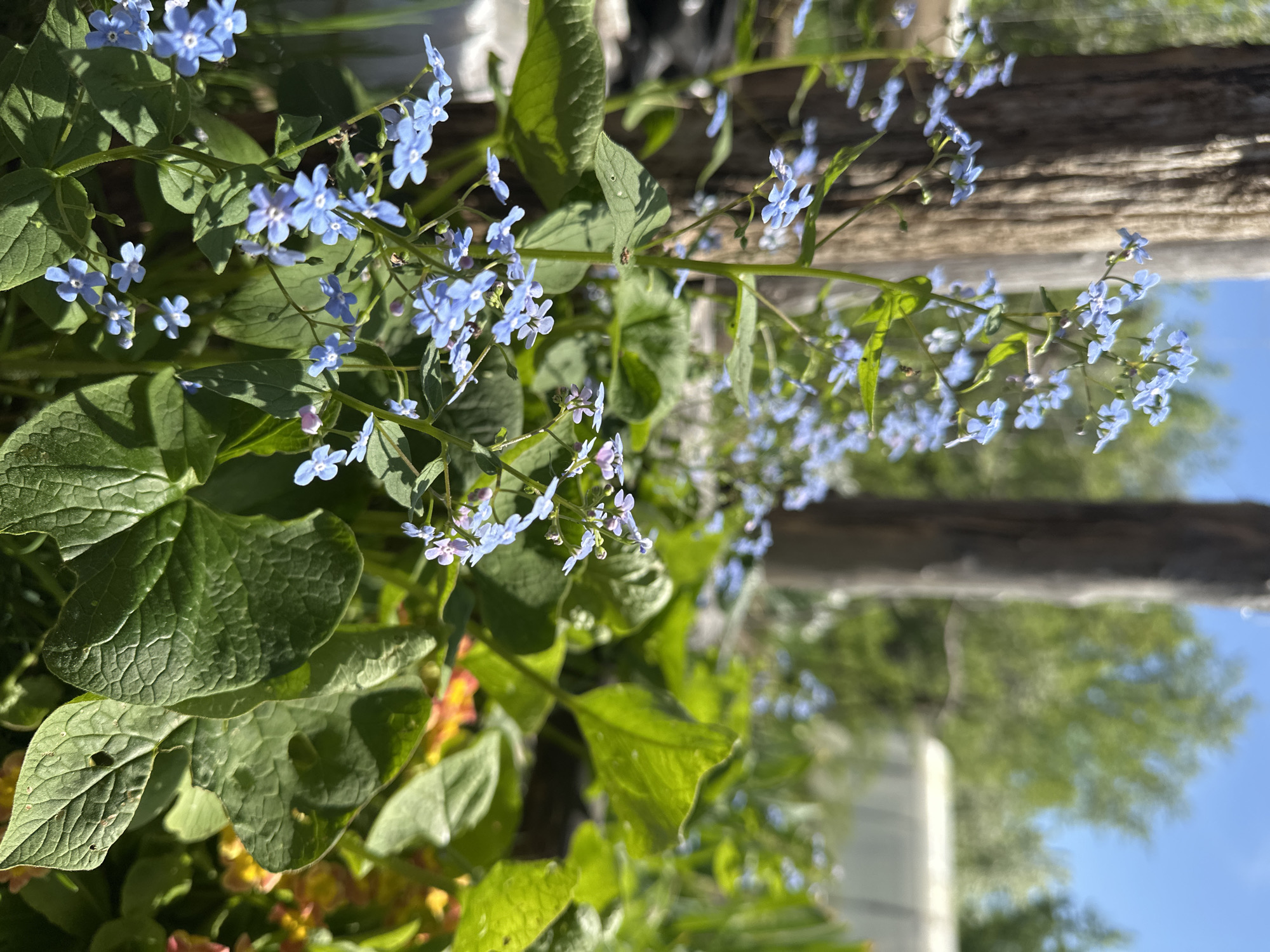 The image shows a close-up of Forget-Me-Not flowers with green leaves in a garden setting. The flowers are light blue. A blurry wooden structure is in the background, along with trees and a blue sky. The exact location in Chaikovsky, Russia, cannot be determined without further information. No people are visible in the scene.