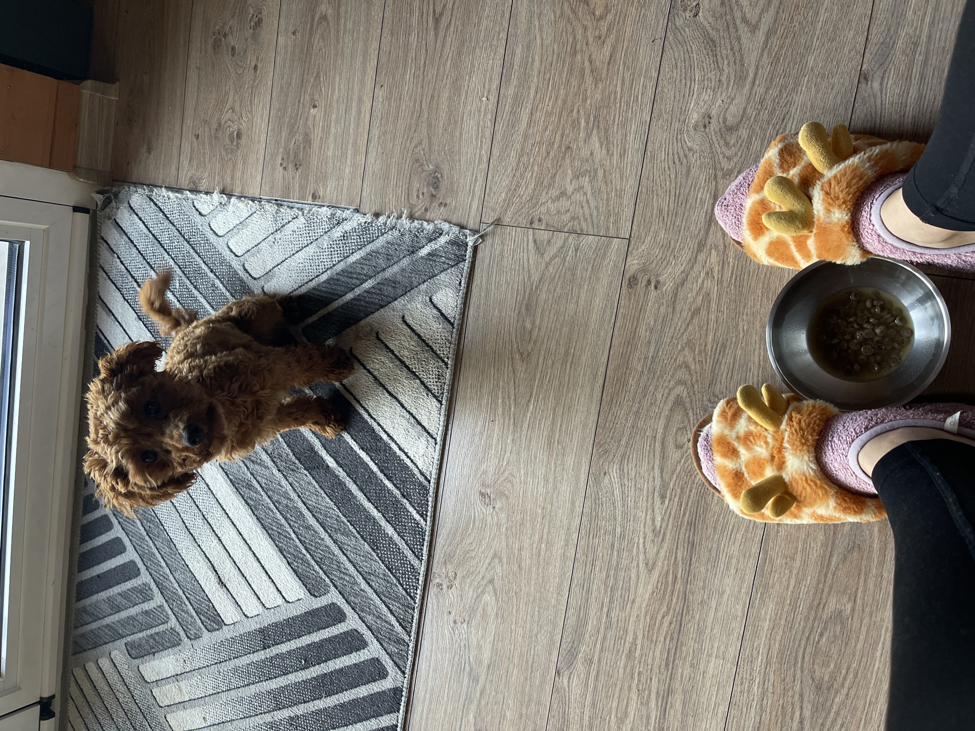 A top-down shot reveals a domestic indoor scene. A small, brown curly-haired dog lies on a grey and white striped rug near a doorway, looking up at the camera. To the right, a person wearing black leggings and giraffe-patterned slippers stands near a metal dog bowl filled with food. The flooring is light-colored wood laminate. The scene is in an unspecified location, but the city is Sofia, Bulgaria.