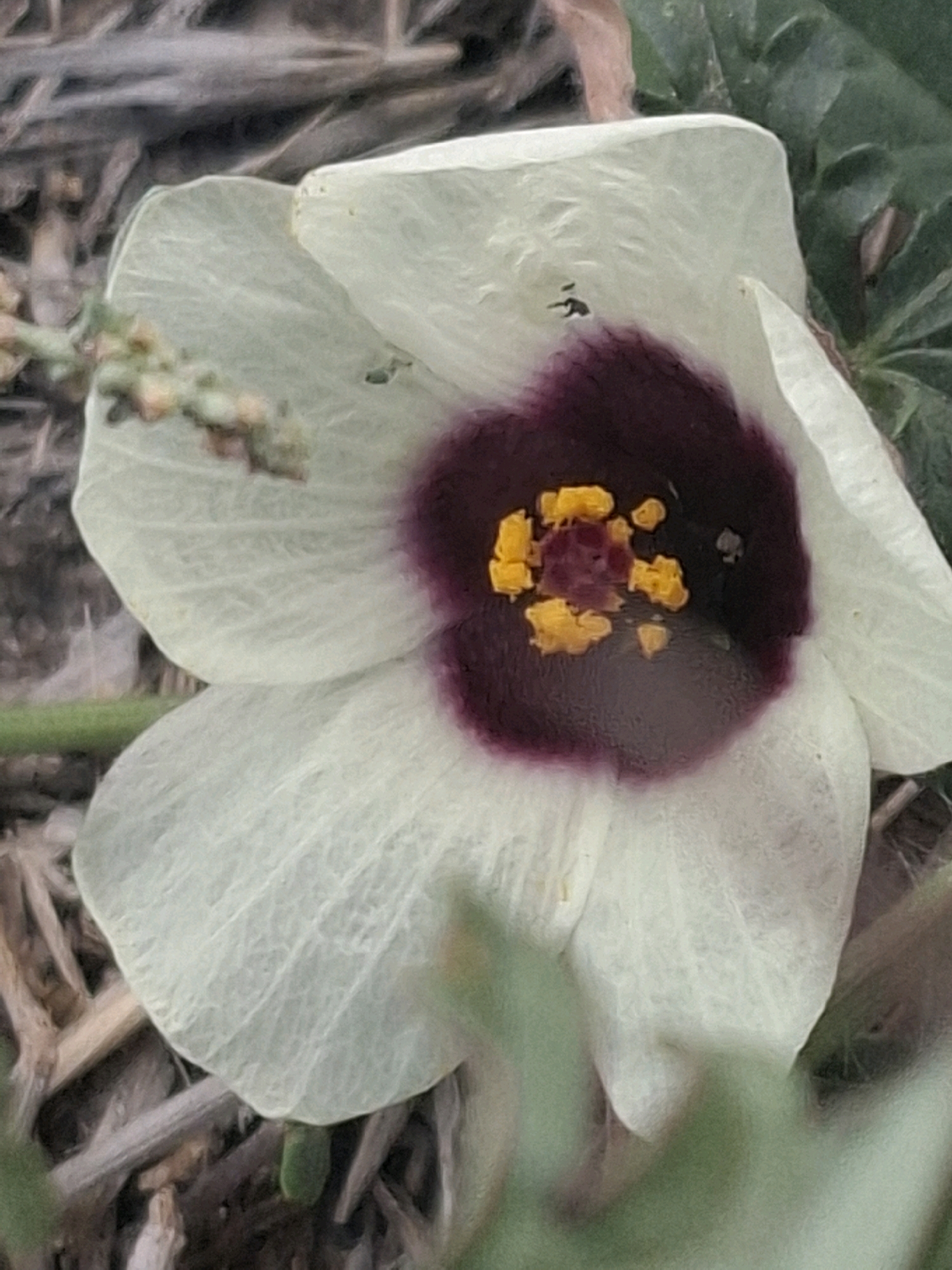 A close-up, slightly blurry, macro photograph captures a white flower with a deep purple center. The flower's petals are delicate and translucent, with visible veins. In the center, bright yellow stamens surround a darker purple stigma. The background consists of dry, twig-like debris and some blurred green foliage. The image does not contain any identifiable landmarks or features that would indicate a specific location within Almaty, Kazakhstan. The lighting appears to be natural daylight.
