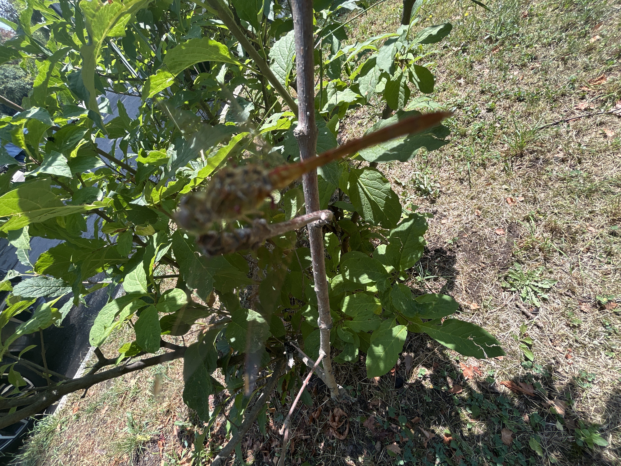 A close-up, upward angle shot shows a dark brown, thin, dried plant stalk with a seed head at the top, hanging downwards from a thicker, lighter brown branch. This branch, also hanging downwards, extends horizontally across the middle of the frame. Behind it, vibrant green leaves fill the upper and right portions of the image. The ground beneath is a mixture of dry, tan grass, scattered brown leaves, and patches of green clover. The lighting suggests it is daytime, with sunlight casting shadows. The context of Krasnodar, Russia, implies this is an outdoor scene in a natural or semi-natural environment, possibly a garden or park.