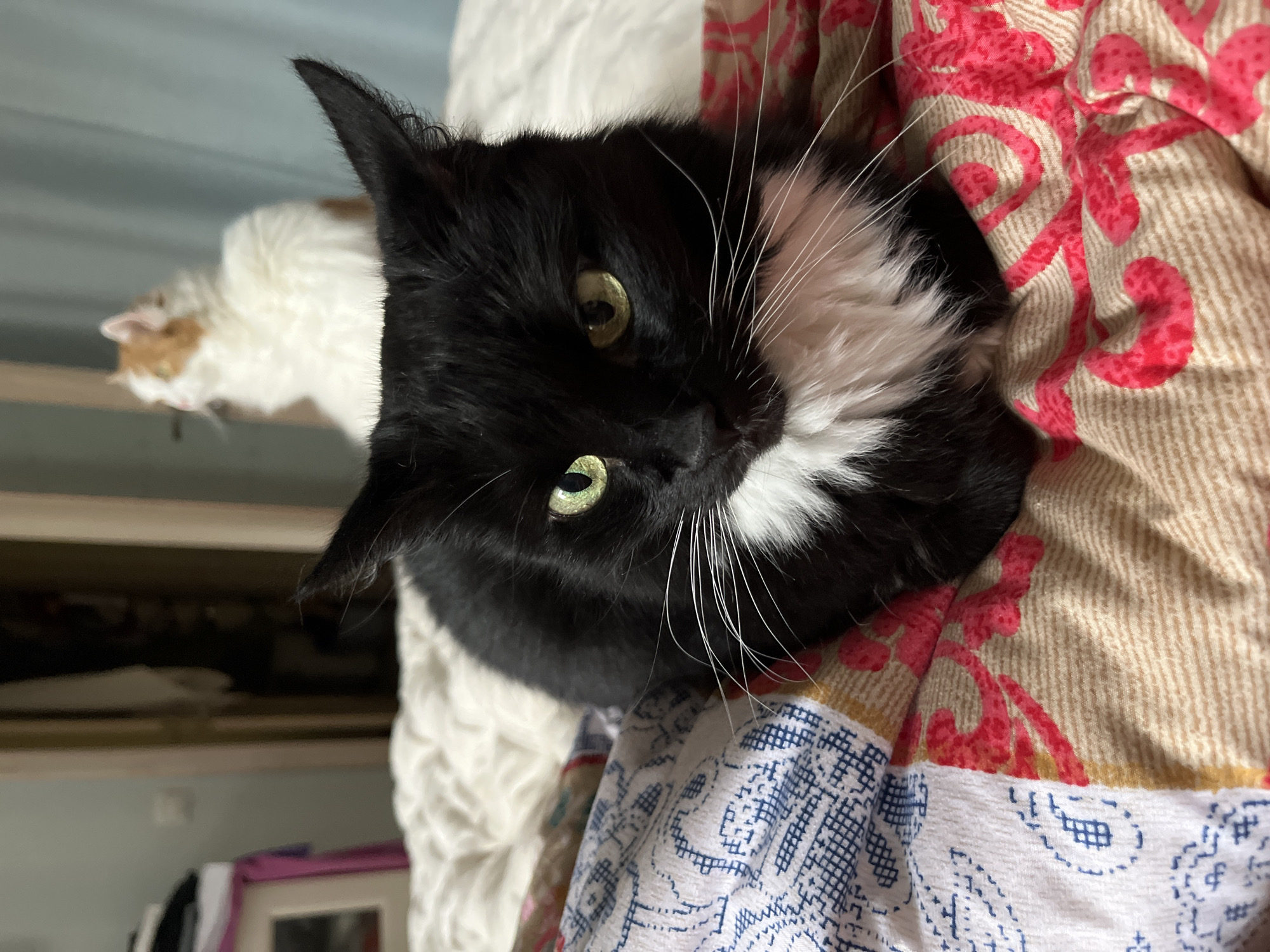 A medium shot captures a black and white tuxedo cat with bright green eyes resting on a patterned blanket. The cat's chest is white, and its whiskers are long and white. In the background, out of focus, is another cat with orange and white fur. The setting appears to be an indoor room, possibly a bedroom, with a closet visible in the far background. The image does not provide information about the city of Ivanteyevka, Russia, or any other specific geographical location.