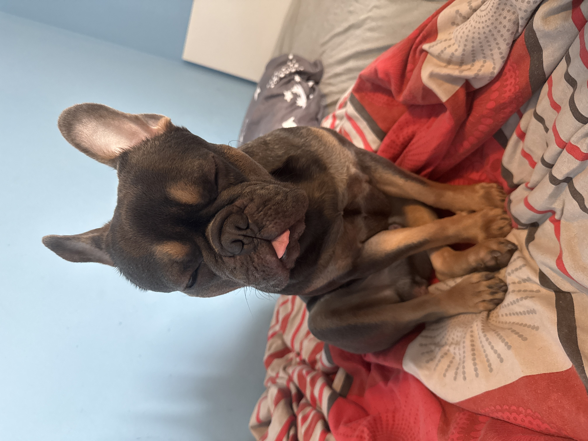 A cute French Bulldog puppy or young dog is captured sleeping soundly on a bed. The dog has a dark brown coat with lighter tan markings, particularly visible around its muzzle and paws. Its prominent, upright ears suggest alertness even in slumber. With its eyes closed and a small, pink tongue playfully peeking out, the dog appears deeply relaxed and peaceful. Its paws are tucked neatly in front, resting on the bedding.
The setting is an indoor bedroom, indicated by the light blue wall in the background and the soft furnishings. The dog is comfortably nestled on a bed, covered by a patterned blanket or duvet. This bedding features a vibrant red base with white and grey patterns, including stripes and dotted circular motifs. Another piece of bedding, possibly a pillow or blanket, with grey and white star-like designs, is partially visible in the upper background. The lighting in the room is soft and diffused, suggesting a calm atmosphere, possibly daytime. There is no visible text in the image. Although not depicted in the image, the context provided specifies the location as Burgas, Bulgaria.