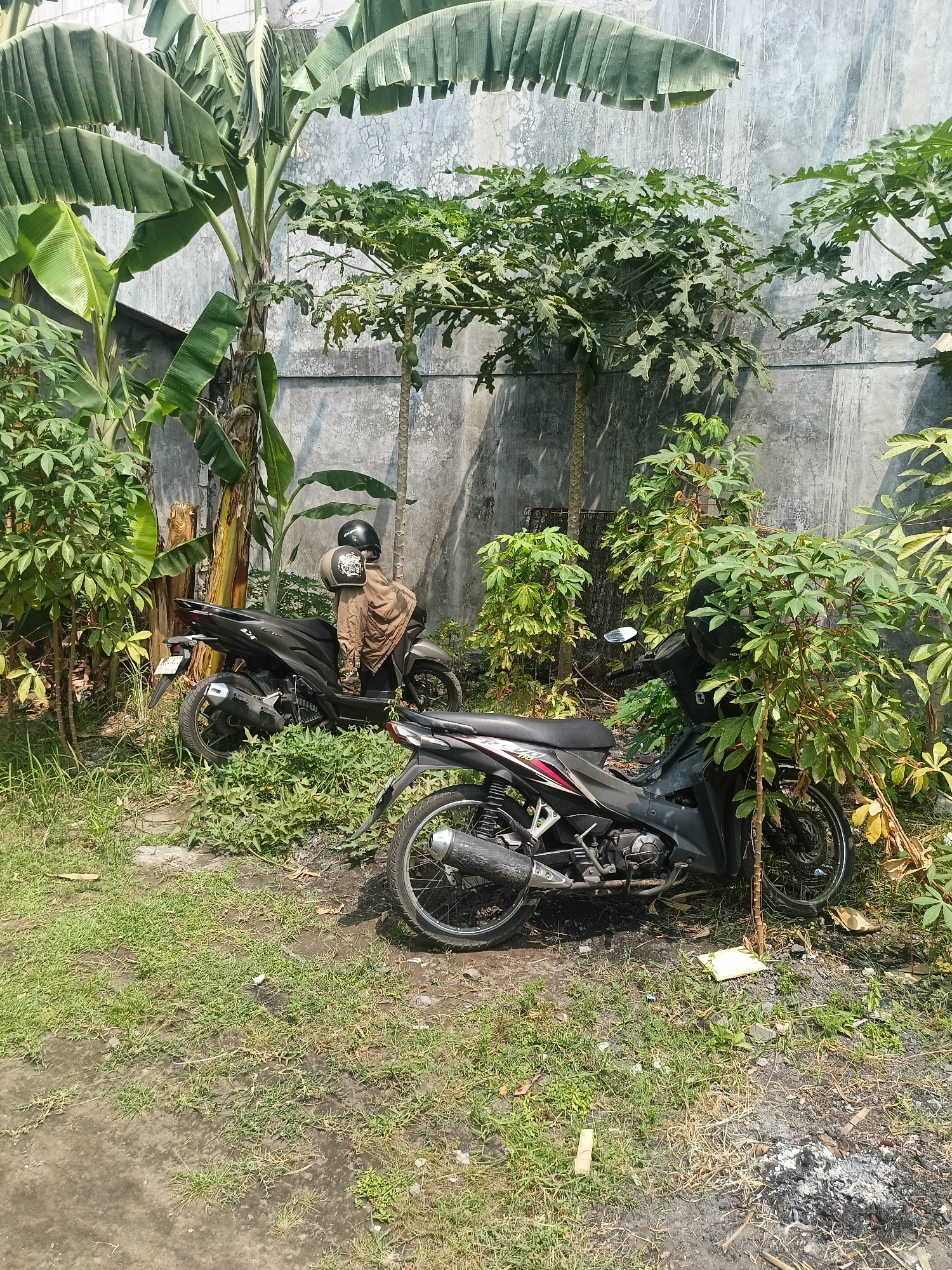 The image depicts an outdoor scene in Gedangan, Indonesia. In the foreground, two dark-colored motorcycles are parked amidst overgrown green vegetation and grass. The motorcycle on the left has a light brown jacket draped over its seat and a black helmet positioned on top of the jacket. The motorcycle on the right is partially obscured by foliage. Behind the motorcycles, a weathered, gray concrete wall serves as a backdrop. Large banana trees with broad leaves dominate the left side of the frame, while papaya trees with distinctive lobed leaves are visible in the mid-ground. The lighting suggests a sunny day, with shadows cast by the plants and motorcycles. The overall impression is one of a slightly unkempt, natural setting adjacent to a man-made structure.