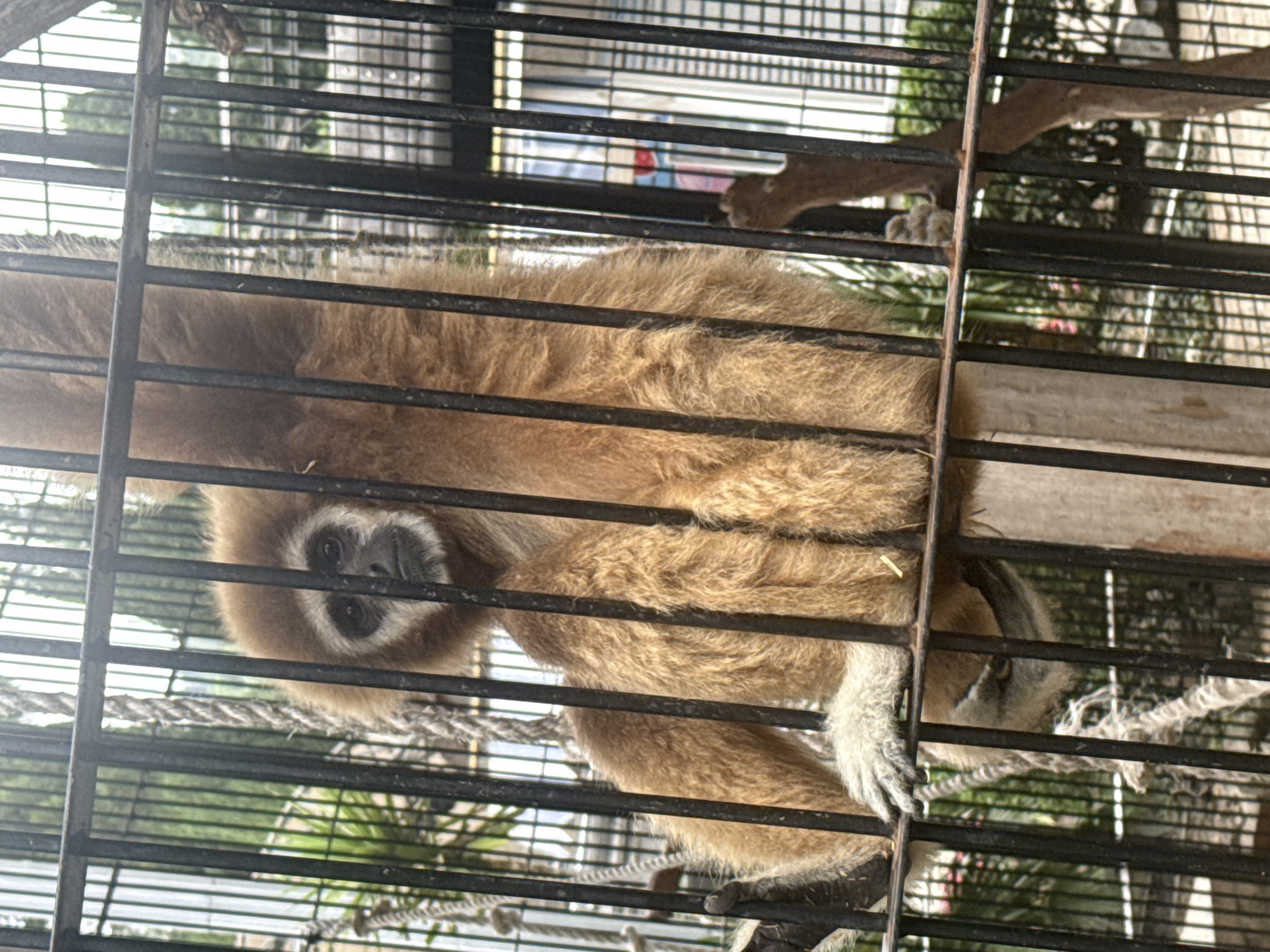 A gibbon hangs upside down within a cage, gripping a horizontal bar with its left hand. Its fur is light brown, and its face is darker with lighter fur around its eyes and mouth. The cage is made of thick black metal bars, and ropes are visible within the enclosure, suggesting it is an artificial habitat. In the background, out of focus, are trees and other greenery, indicating an outdoor setting, possibly a zoo or sanctuary. The overall impression is that of an animal in captivity.