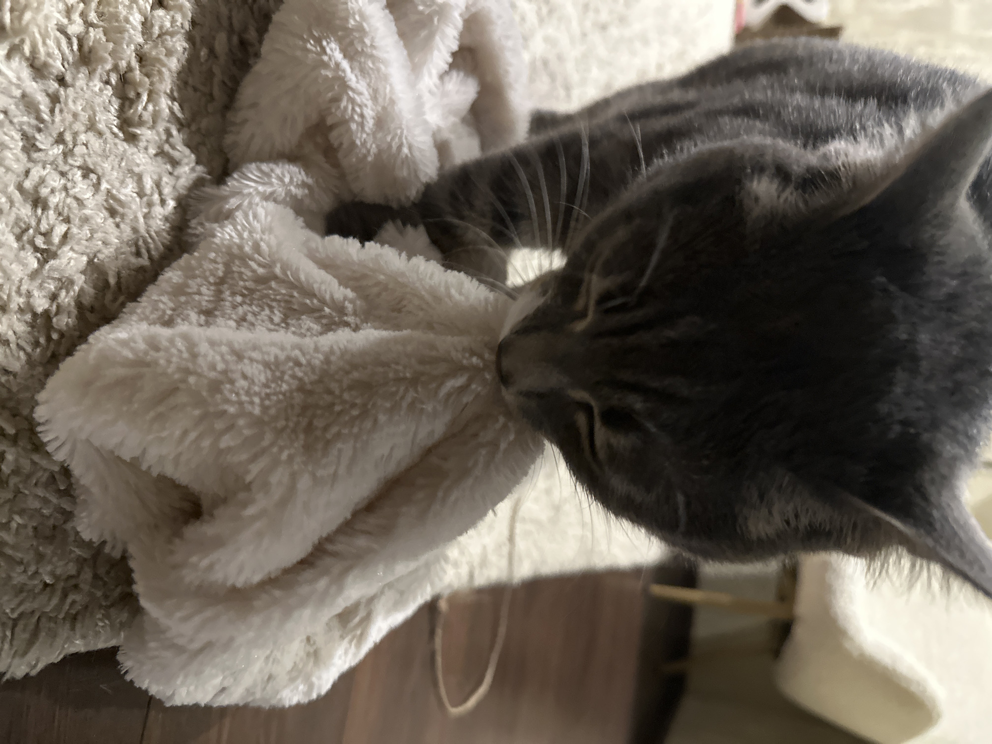 A grey tabby cat is shown in a close-up, low-angle shot, with its head down and nose buried in a soft, white fuzzy blanket. The cat's fur has dark stripes, and its eyes are mostly closed. The blanket is bunched up in front of the cat, and it appears to be resting on a cream-colored shag rug. The background is blurred, showing hints of a wooden floor and a light-colored chair. The scene is indoors, likely in a home environment.