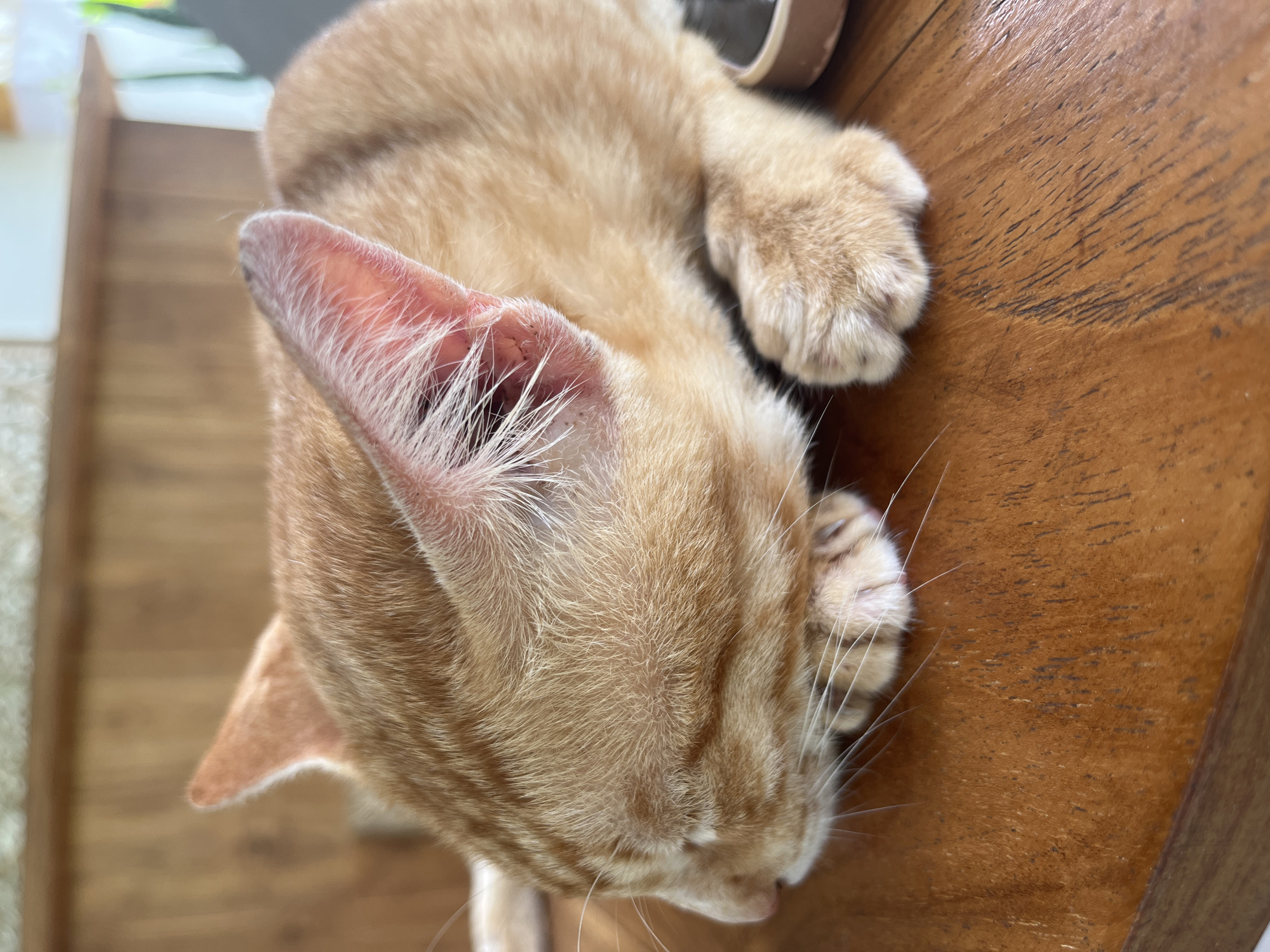 A close-up, overhead shot depicts a ginger cat sleeping on a wooden surface. The cat's left ear is prominently visible, with fine white hairs lining the interior. The cat's paws are curled up, resting near its head. The wooden surface has a visible grain pattern. The location is not discernible from the image, nor is there any evidence the image was taken in Nusa Penida, Indonesia.