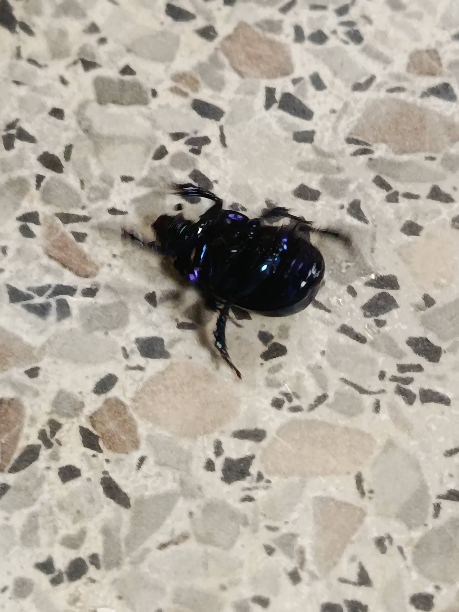 A black iridescent beetle is lying on its back on a textured surface that resembles terrazzo flooring. The beetle is positioned in the center of the frame, with its legs splayed outwards. The surface is composed of irregular-shaped chips of varying colors, including white, gray, black, and tan. The lighting causes reflections on the beetle's carapace, highlighting its metallic sheen. The background is a continuation of the same textured surface.