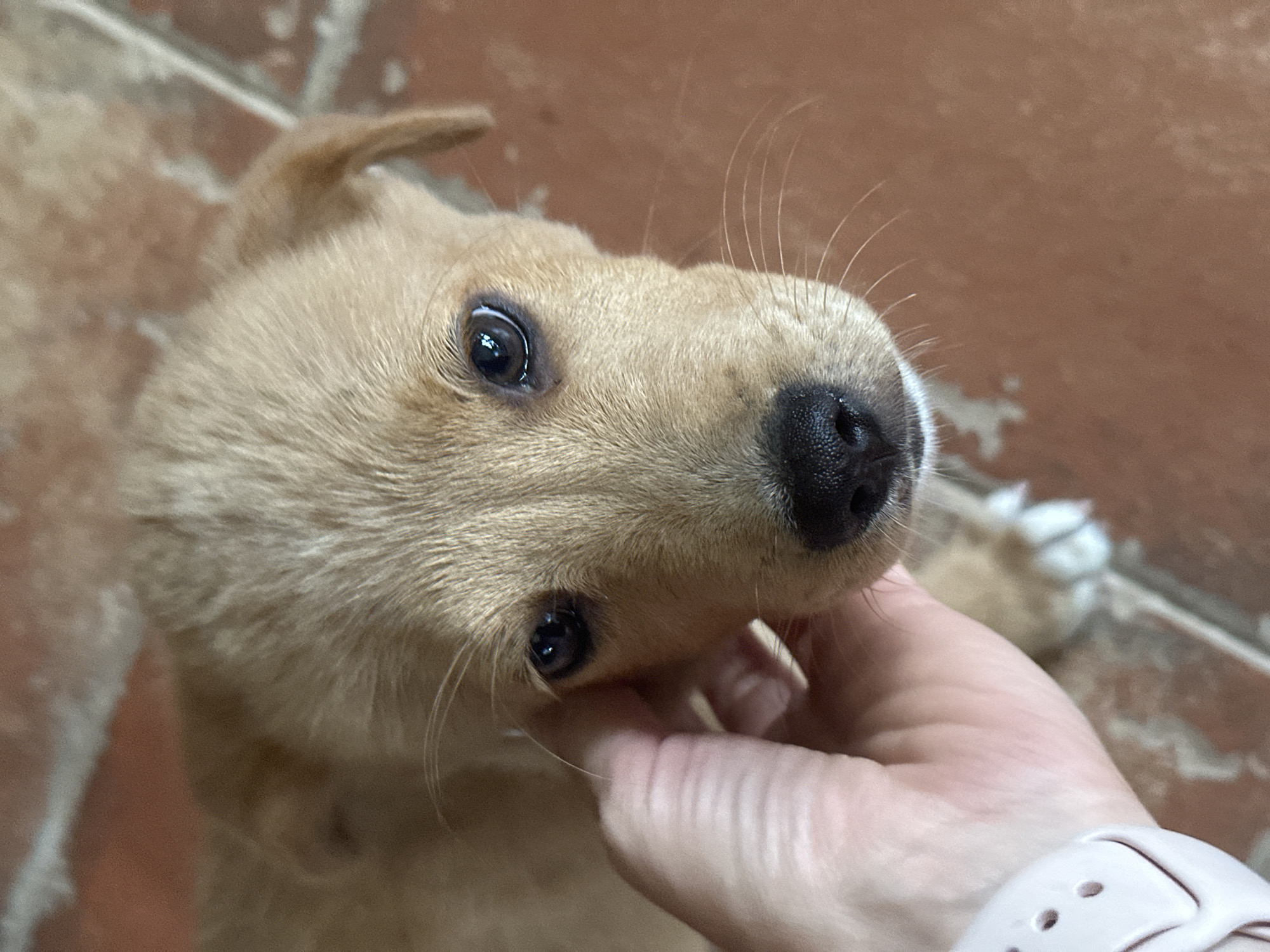 A light brown puppy is being petted on the head by a human hand. The puppy has dark eyes and a dark nose. It is on a terracotta tile floor. The image was taken in North Kuta, Indonesia.