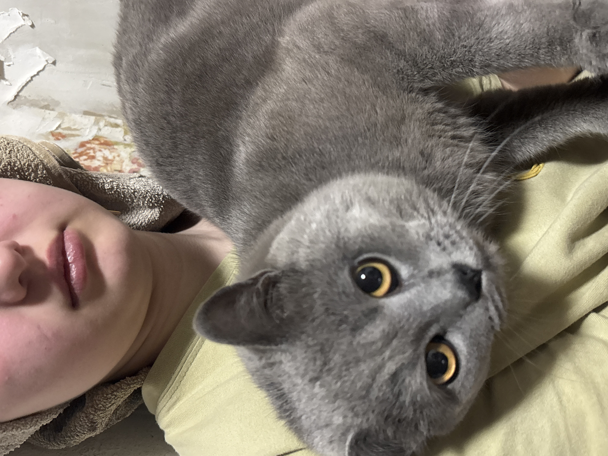 A close-up, top-down image captures an intimate indoor moment between a person and a grey cat in Фоки, Russia. The image is rotated, showing the person's head on the left side of the frame and the cat's head towards the center-right.
The person's face is visible from the nose downwards, featuring slightly parted lips and a relaxed expression. A brown or beige textured towel is wrapped around their head or neck, and they are wearing a light yellow-green top or garment. Lying beside the person is a grey cat, likely a British Shorthair due to its dense, blue-grey fur. The cat is looking directly into the camera with wide, round yellow eyes and alert black pupils, giving an impression of curiosity or playfulness. Its ears are visible, and some whiskers extend towards the person.
The background reveals a textured wall with peeling white paint or wallpaper, exposing an older, faded floral or patterned design underneath. This detail suggests an older or somewhat rustic indoor environment. The lighting is soft and ambient, typical of an indoor setting, and no specific time of day is discernible. The scene depicts a quiet, bonding moment between a pet and its owner. There is no visible text in the image.