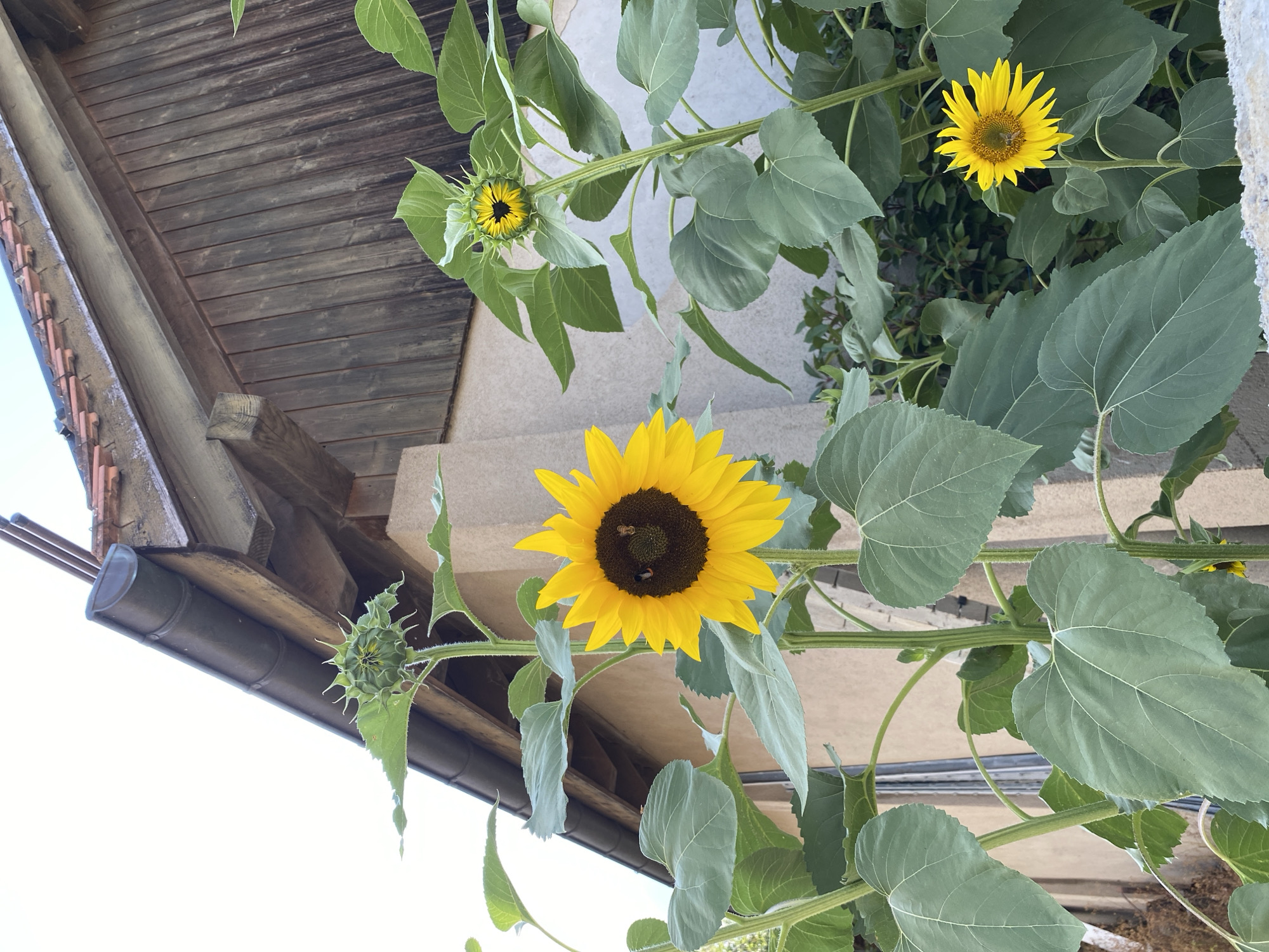 In the city of Milvignes, Switzerland, a low-angle, full-shot photograph captures a cluster of sunflowers in front of a building. A large, fully bloomed sunflower with yellow petals and a dark brown center is prominently featured on the left side of the image. Two small insects, possibly bees, are visible on the face of this sunflower. To the right of this large sunflower, another sunflower is in the process of blooming, with its yellow petals just beginning to unfurl from a green bud. A third, smaller sunflower is visible further to the right, also in full bloom. The sunflowers are positioned in front of a building with a wooden-paneled facade and a tiled roof. Green foliage surrounds the sunflowers, and a concrete ledge is visible in the foreground. The sky above is overcast.