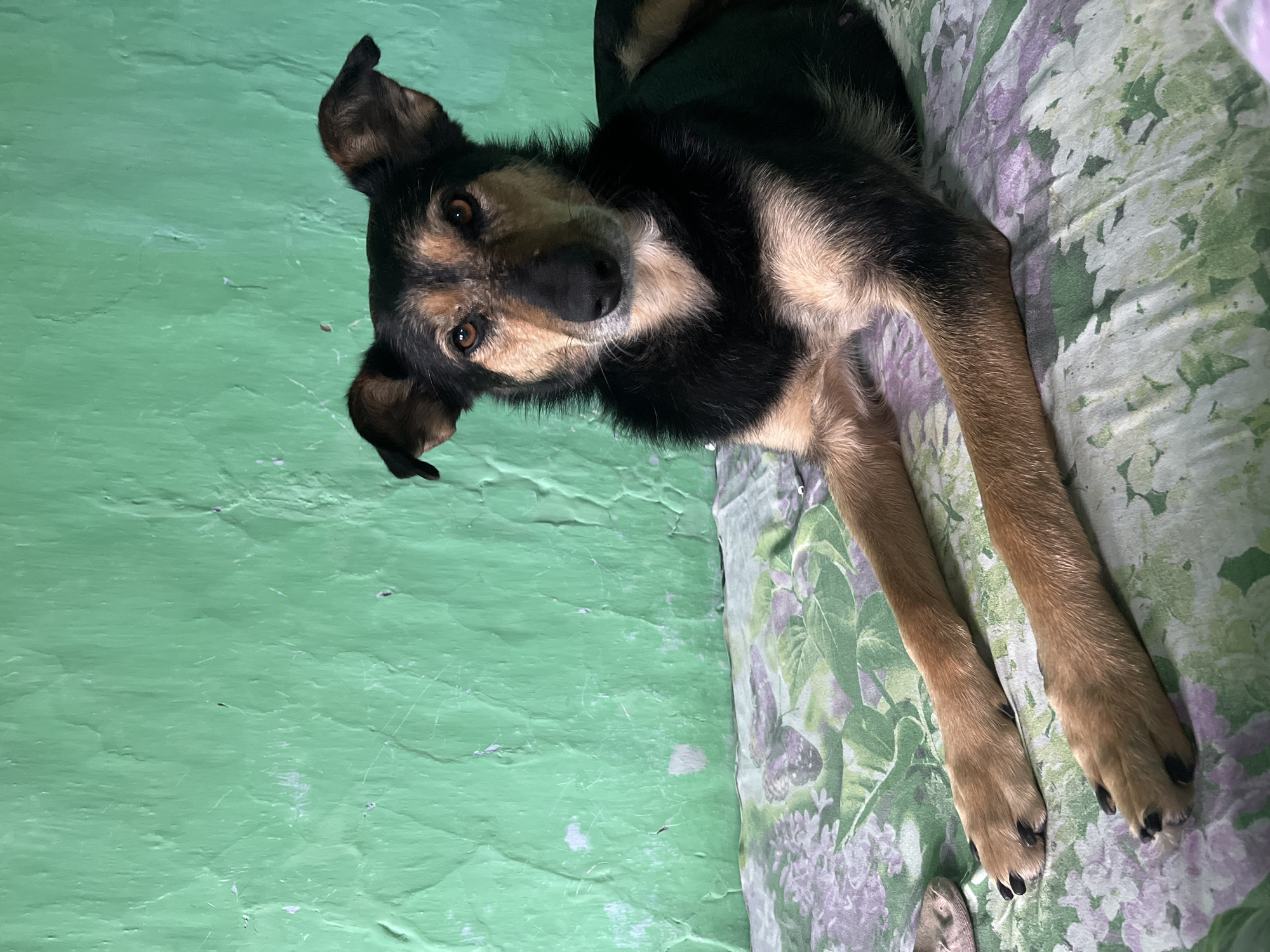 A medium-sized dog with black and tan fur lies on a patterned surface in front of a textured green wall. The dog is facing the camera, with its front paws extended forward. The green wall appears to be aged and uneven, with visible imperfections and patches of lighter color. The patterned surface beneath the dog is predominantly green and purple, with floral or leaf-like designs. The lighting suggests an indoor setting, with light sources illuminating the dog and the wall. There are no other visible subjects or objects in the immediate vicinity of the dog, other than a light-colored object near its left paw. The overall scene is simple and static, focusing on the dog as the central subject. The location in Nizhny Tagil, Russia, is not visually indicated in the image.