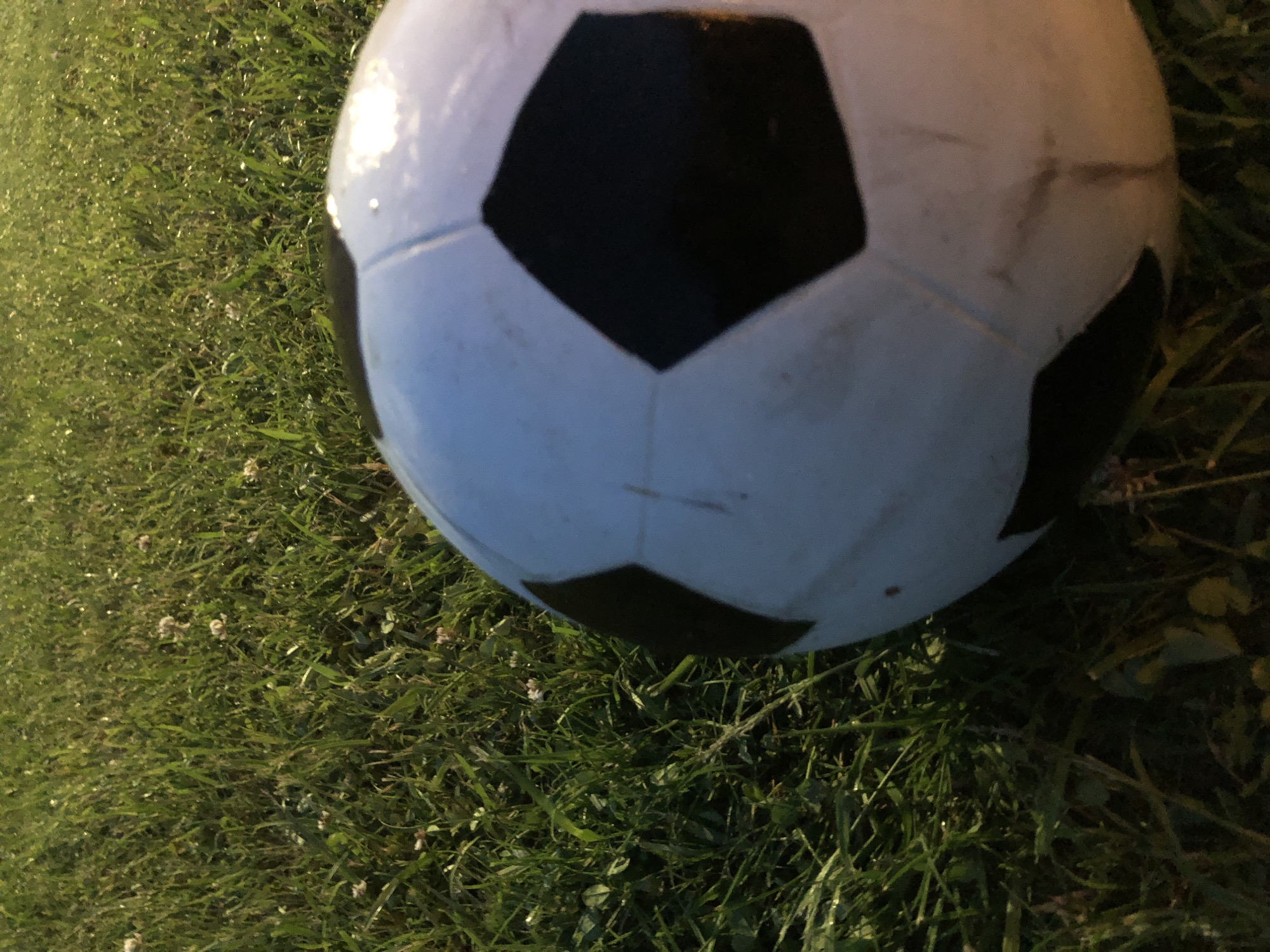 The scene captures a black and white panel soccer ball resting on a natural green grass surface. The grass, appearing somewhat dewy or reflective of ambient light, dominates the background and left side of the frame, showing individual blades and numerous small, white, clover-like flowers interspersed throughout. The soccer ball occupies the lower right quadrant, with its upper surface reflecting a bright light source, suggesting an outdoor setting under direct sunlight or strong ambient light. The ball exhibits minor surface imperfections and smudges consistent with use. No individuals or active interactions are present. The location is in the city of Unknown, Unknown.