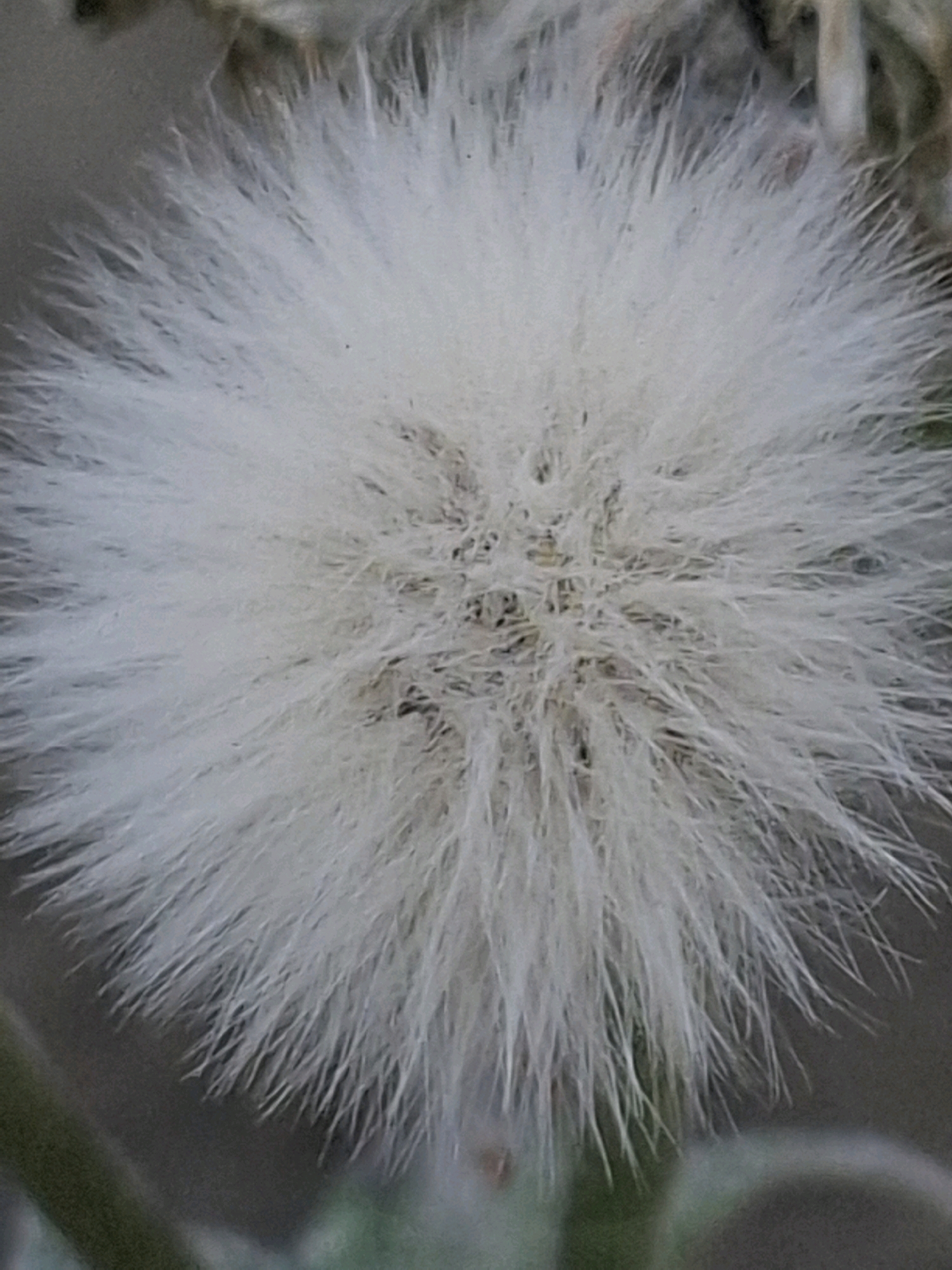 The image shows a close-up of a fluffy, white seed head of a plant, possibly a dandelion or a similar species. The seed head is spherical and has numerous feathery structures radiating outwards. The background is blurred and appears to be out of focus, with muted green and brown tones, suggesting an outdoor environment. There are no people or identifiable objects or structures visible in the image, nor any clues to suggest a specific location in Almaty, Kazakhstan. The image is a macro photograph focusing solely on the botanical subject.