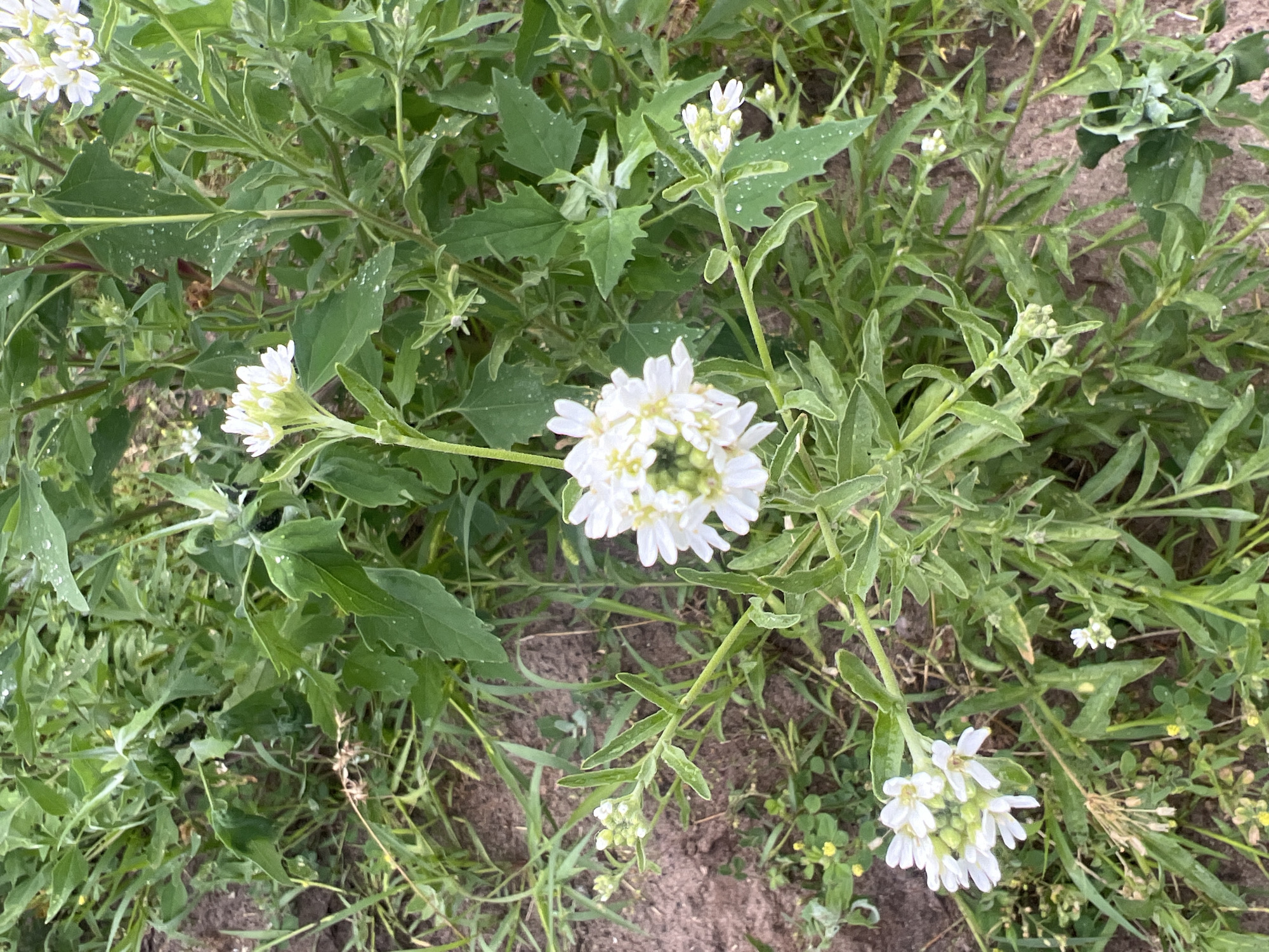 The image shows a close-up view of a plant with small white flowers and green leaves. The flowers are clustered together and have a delicate appearance. The leaves are elongated and have a serrated edge. The plant is growing in a natural environment, with soil and other vegetation visible in the background. The lighting suggests it is daytime. There are no people or animals in the image.