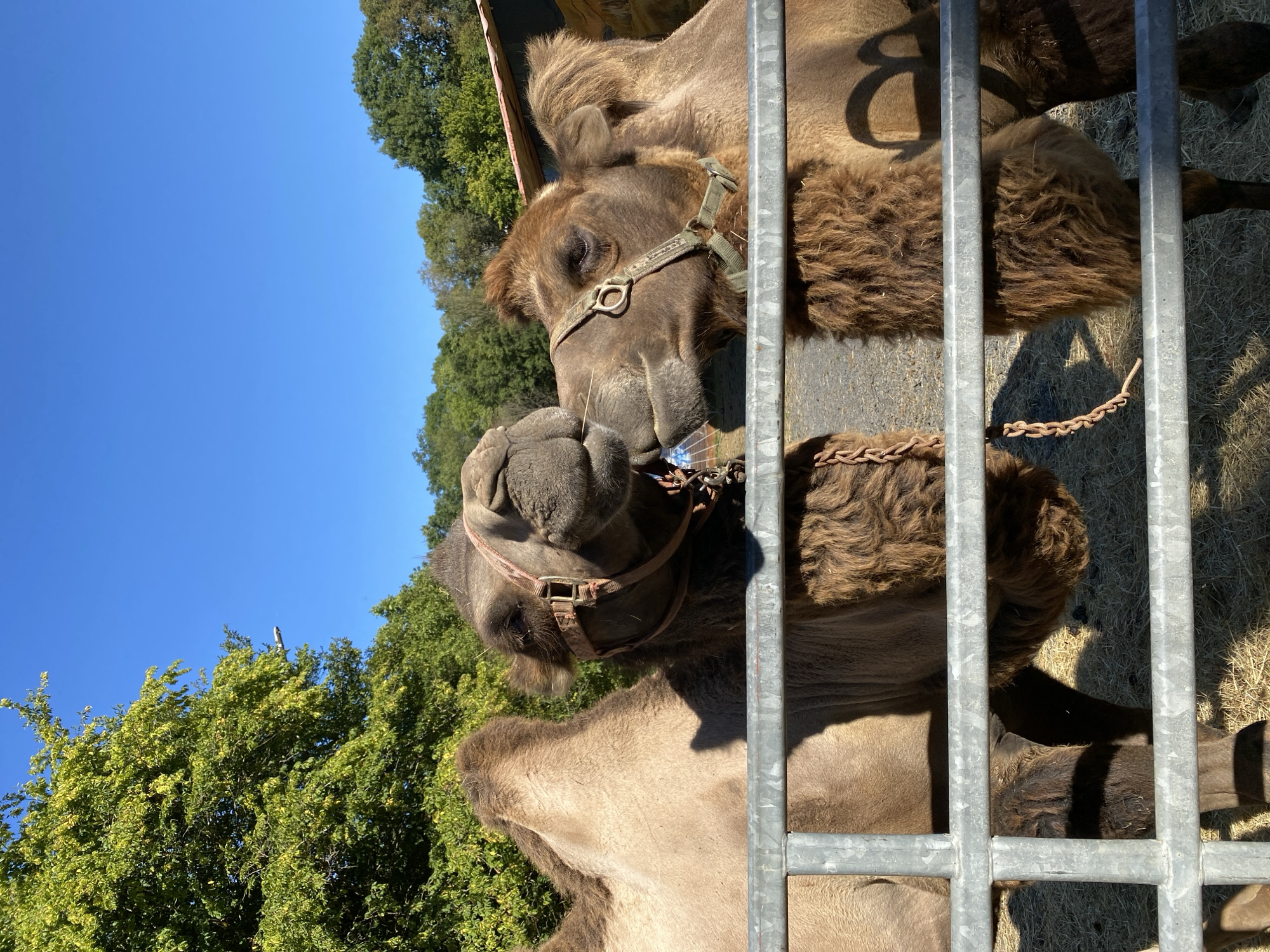 Two dromedary camels are positioned behind a metal fence, with their heads close together as if they are interacting. The camel on the left, whose left side is visible, has a light brown hump and appears to be slightly behind the camel on the right. The camel on the right, facing mostly towards the left, has a darker brown coat and is wearing a bridle. Both animals are in an outdoor enclosure with dry hay or straw on the ground. In the background, there are green trees and a clear blue sky. The image appears to have been taken on a sunny day. The location is specified as Altenkirchen, Germany, suggesting this is likely at a zoo or wildlife park.