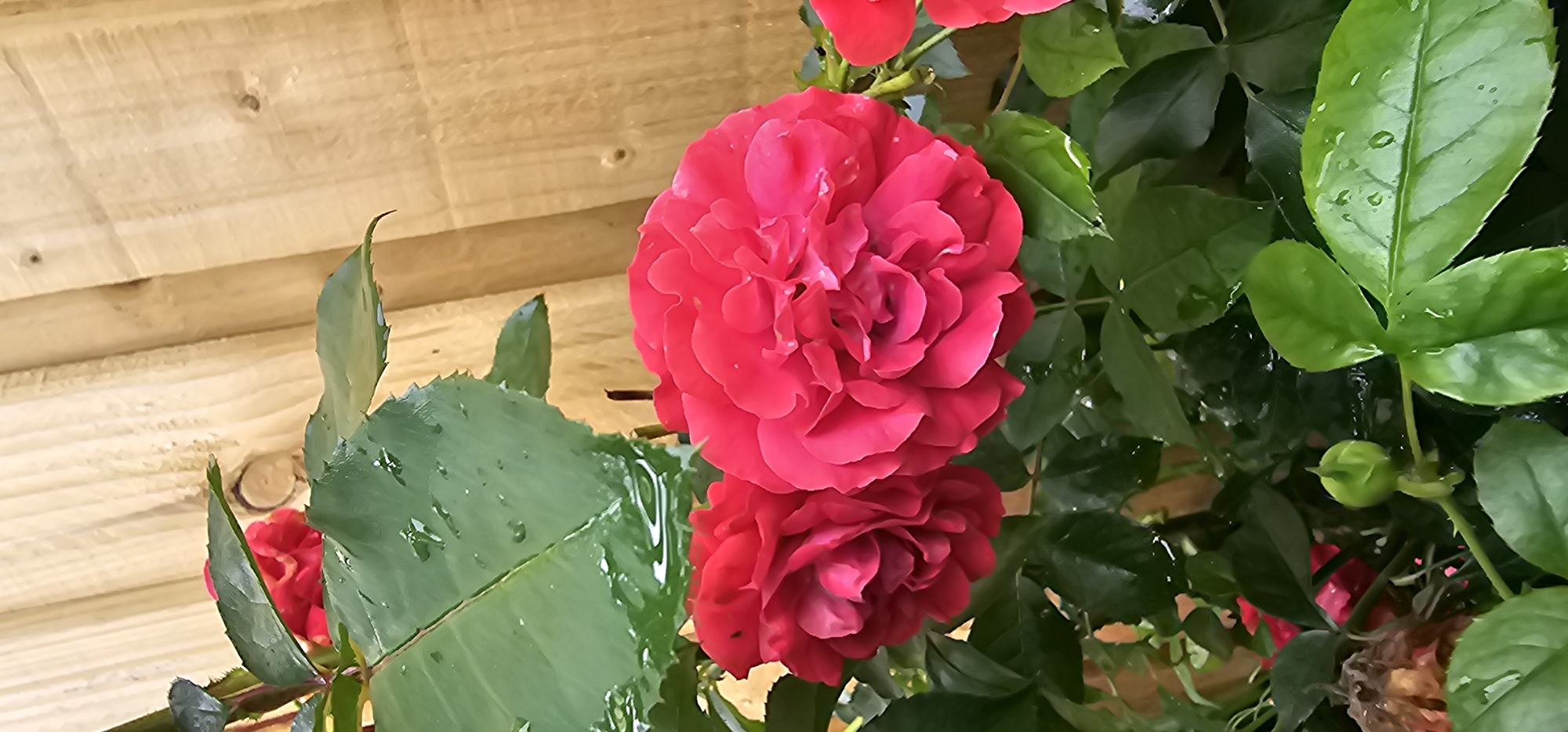 The image depicts a close-up of red roses with green leaves in front of a wooden fence. The leaves are wet, indicating recent rain or watering. In the foreground, a rosebud is visible. The wooden fence, constructed of vertical planks, serves as the backdrop. The scene is likely an outdoor garden setting in Kilwinning, United Kingdom.