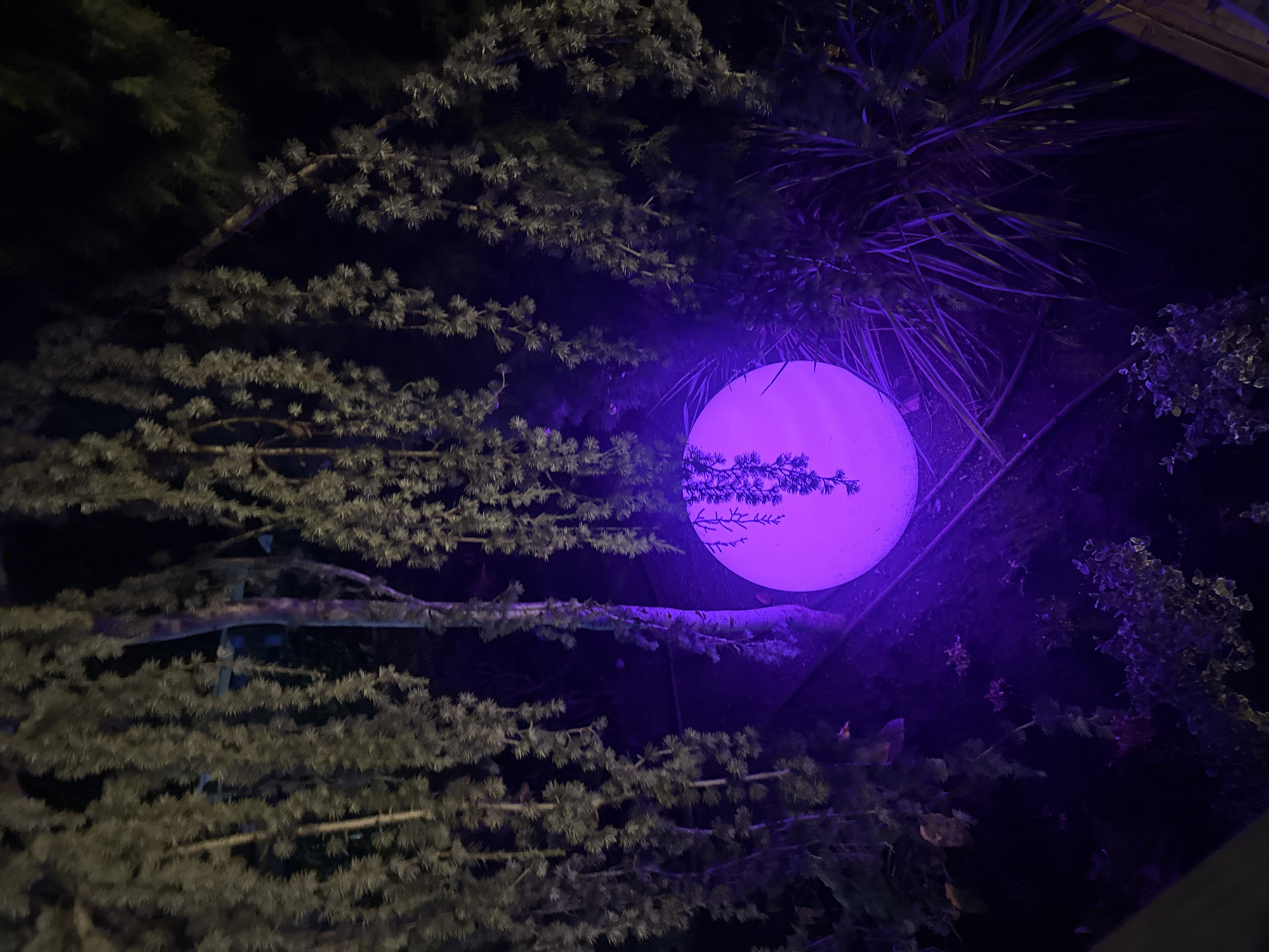 The image shows a nighttime scene in a garden, likely in the city of Yalta, Ukraine. A large, spherical, illuminated object, casting a vibrant purple glow, is positioned on the ground among various plants and trees. The foliage, primarily pine-like branches, hangs down from above, partially obscuring the scene. The overall impression is one of an art installation or decorative lighting in an outdoor setting.