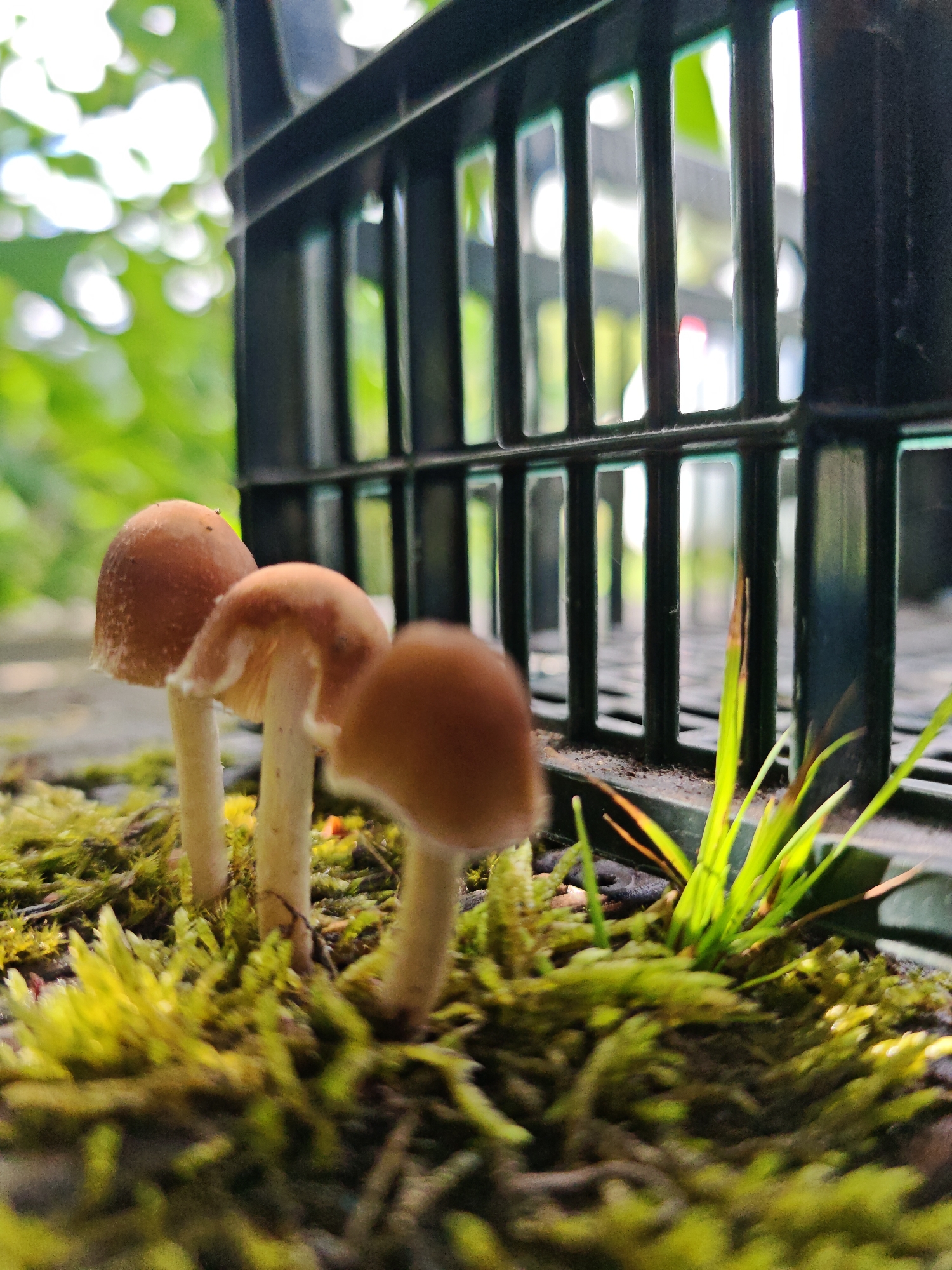 In Mežezeri, Latvia, three small, brown-capped mushrooms with pale stems are growing in a bed of vibrant green moss. The mushrooms are clustered together, with the one on the left being the tallest. Behind them, a dark green, slatted structure, possibly a fence or cage, forms a vertical backdrop. Sunlight filters through the leaves of unseen trees in the background, creating a soft, blurred bokeh effect. A few blades of bright green grass are visible between the mushrooms and the slatted structure. The scene is captured from a low angle, emphasizing the detail of the moss and the fungi.