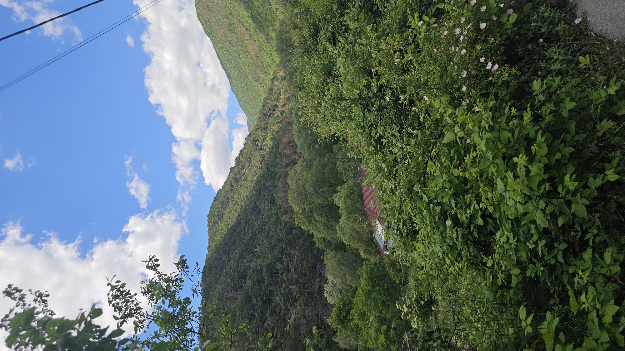 The image shows a verdant mountain landscape in Anevo, Bulgaria, under a blue sky dotted with white clouds. A mountain rises in the background, covered with dense greenery. In the foreground, lush vegetation, including bushes and trees, obscures the view. A building with a red roof is partially visible through the trees on the mountainside. Utility lines stretch across the top left corner of the frame.