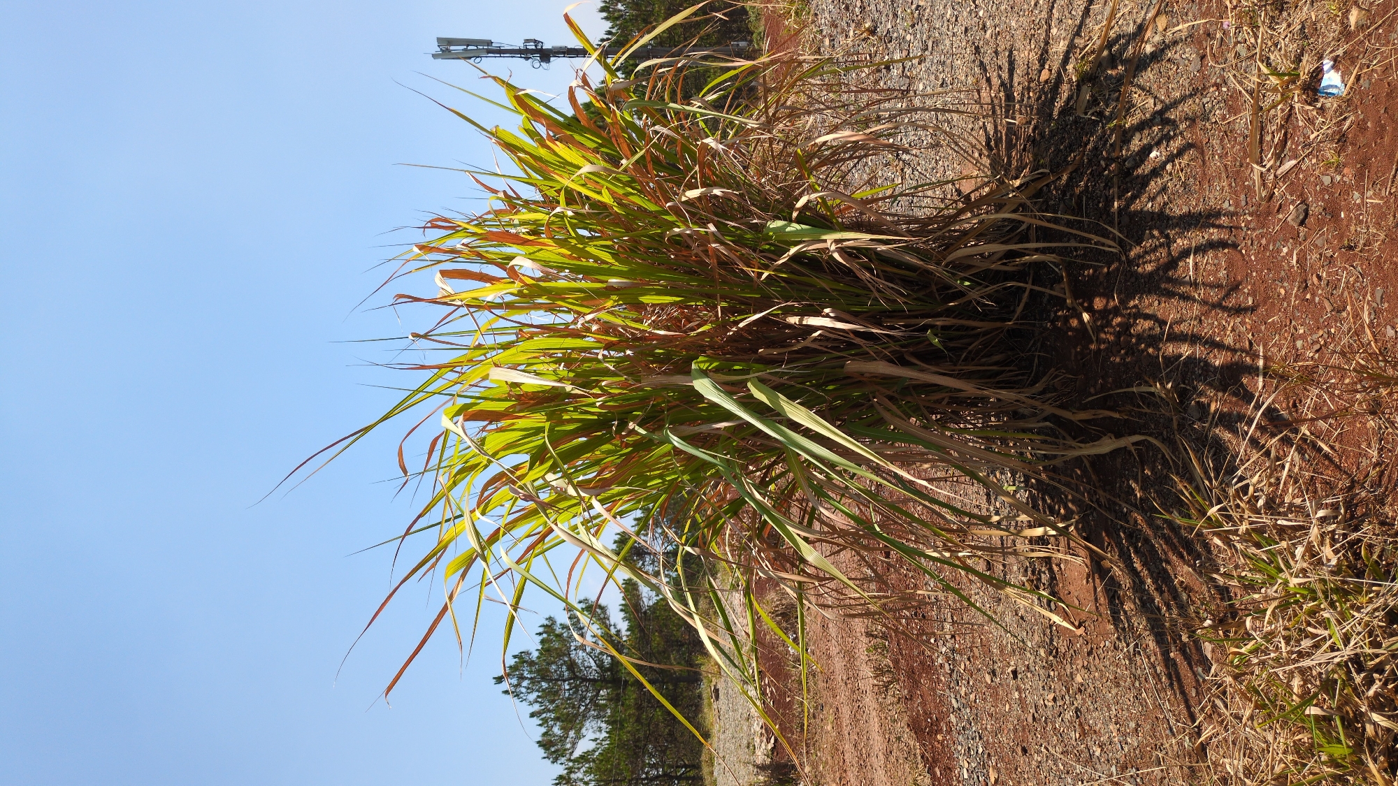 The image depicts a clump of tall grass growing on a gravel and dirt surface. The grass is mostly green with some brown and yellow leaves. It is casting a shadow on the ground to its right. In the background, there is a clear blue sky with a cellular tower in the upper-left corner and a pine tree at the bottom center. Based on the information, the location is in Phát Chi, Vietnam.