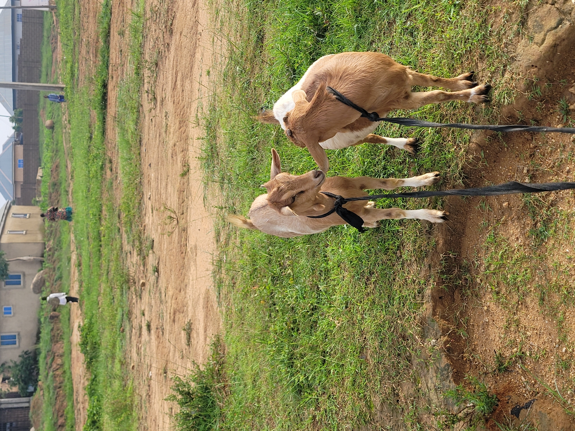 In Barakin Akawo, Nigeria, two light brown goats with white markings are standing in a grassy area with patches of bare, reddish-brown dirt. The goats are tethered together with black ropes around their necks, which hang down their bodies. One goat faces forward, with its head slightly turned, while the other faces partially away, with its head turned towards the first goat. In the background, several buildings with grey roofs and light-colored walls are visible, along with scattered vegetation. A few people are also visible in the distance, including one walking away from the camera wearing a white shirt and dark pants, and another woman in a colorful dress. The environment appears to be an open, undeveloped area adjacent to residential buildings.