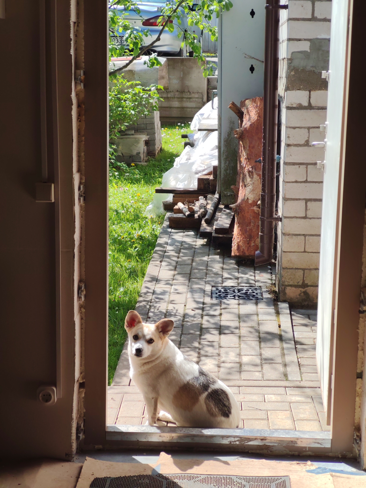 A dog is sitting in a doorway that opens to a brick pathway. The dog is light-colored with brown patches and has pointy ears. The pathway is made of grey bricks with patterns. Beyond the pathway is a grassy area with green plants and a white sheet draped over some objects. In the background, a vehicle is partially visible. The doorway's frame is brown, and the surrounding wall appears unfinished.