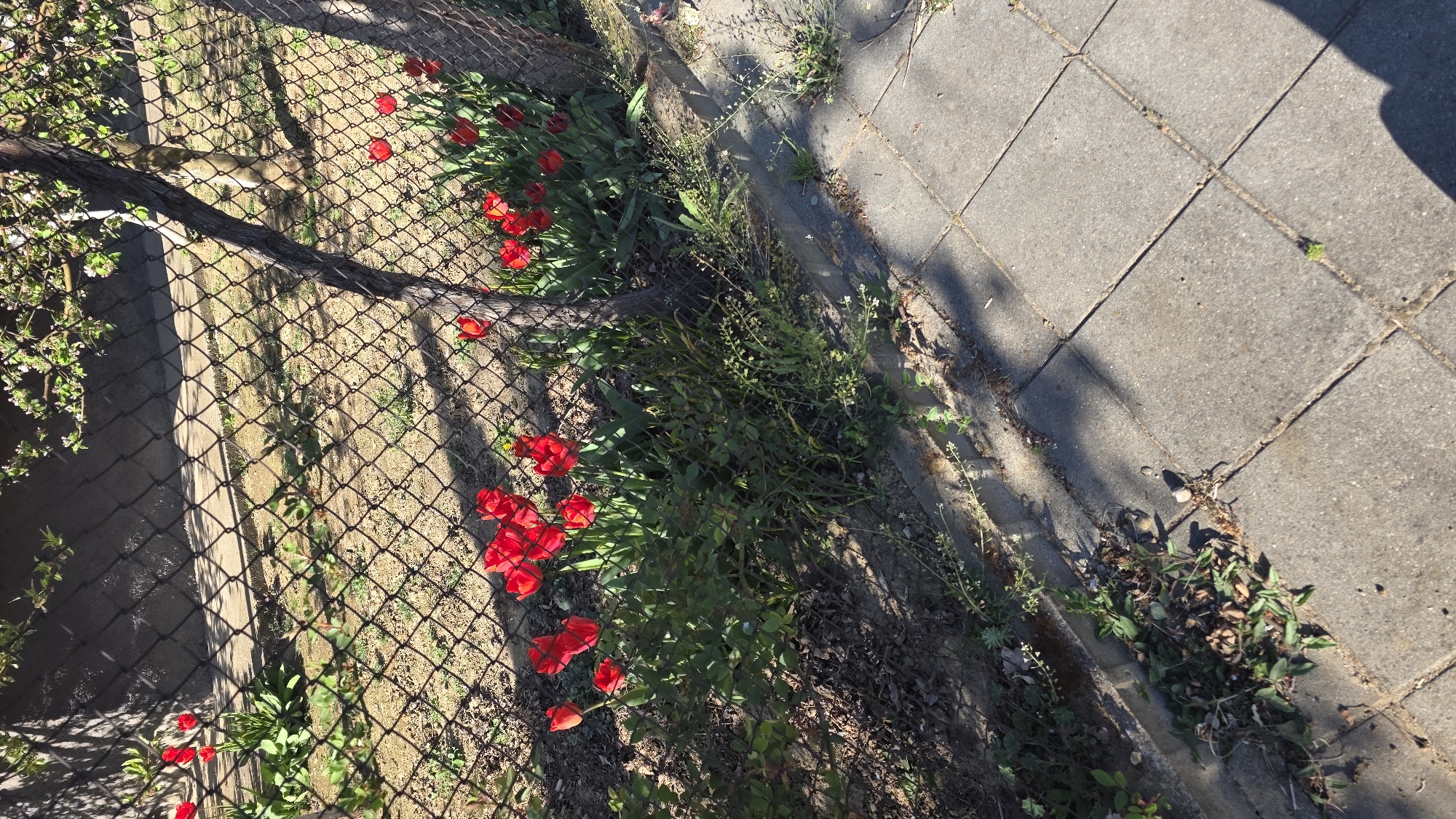 The image shows a view from above of a garden in Blagoevgrad, Bulgaria, adjacent to a paved walkway. A chain-link fence separates the garden from a dirt area. Red tulips are growing in the garden along the fence line, intermingled with various green plants and foliage. The pavement is composed of square gray tiles, and some weeds are growing along the edge where the pavement meets the garden. A shadow is visible on the pavement. A thick, dark branch lies across the chain-link fence.