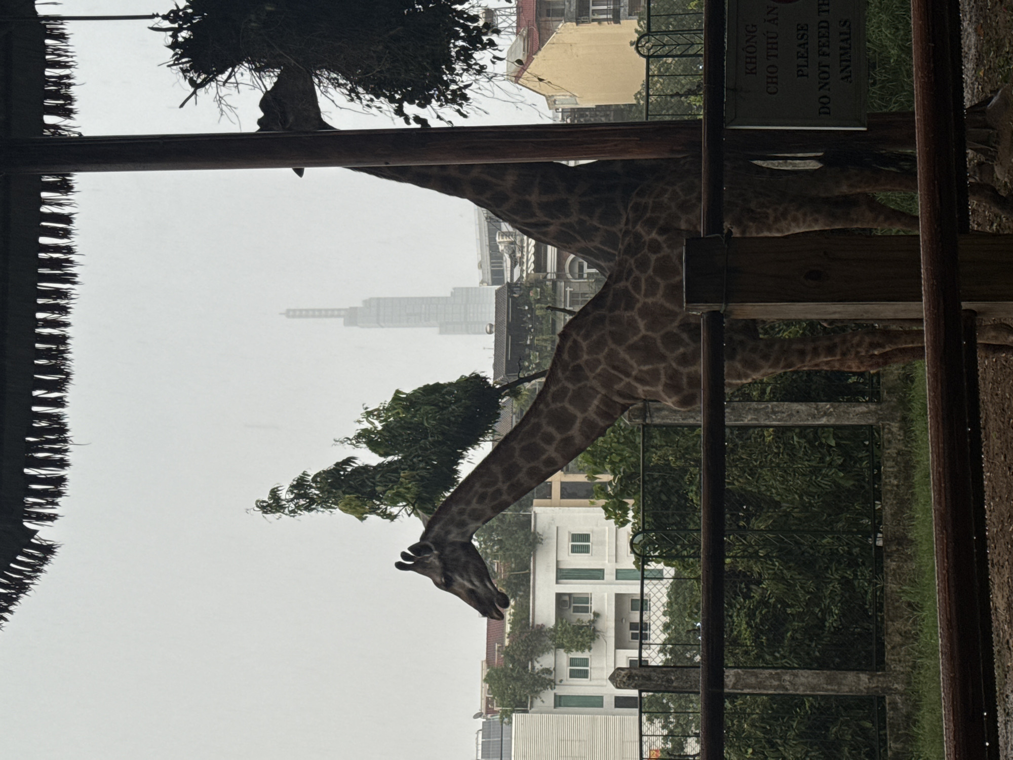Two giraffes are visible in an outdoor enclosure, with a city skyline in the background. The giraffe on the left is facing left, with its head and neck clearly in view. The giraffe on the right is partially obscured by the giraffe on the left and a wooden pole, but its patterned body and hind legs are visible. In the background, several buildings of varying heights and architectural styles are present, including a tall, modern skyscraper. Trees and foliage are scattered throughout the scene, both within and outside the enclosure. A fence runs across the foreground, and a wooden sign with text in both Vietnamese and English is attached to a post within the enclosure. The sky is overcast, suggesting a cloudy or rainy day. The environment appears to be a zoo or wildlife park situated within a metropolitan area.