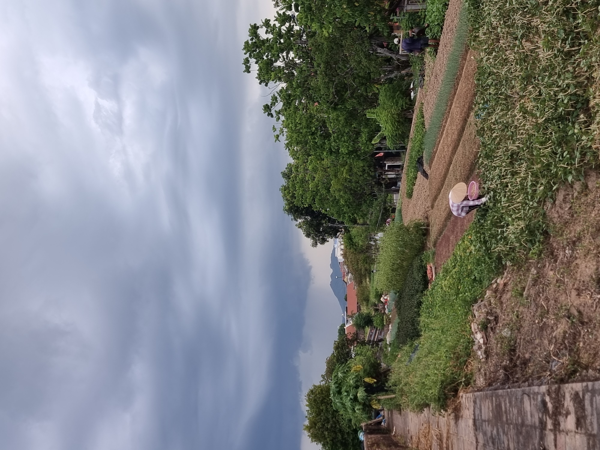 The image depicts a rural scene in Phú Xuân Ward, Vietnam, under a cloudy sky with dark storm clouds gathering in the distance. A person wearing a conical hat is tending to a field of crops in the foreground. Rows of various plants, including what appear to be young onions and leafy greens, are visible in the cultivated land. To the right, another individual is working in the fields, possibly watering or tending to the crops. In the background, several houses with orange tiled roofs are nestled amongst lush green trees. A mountain is faintly visible on the horizon. The overall atmosphere suggests an impending change in weather.