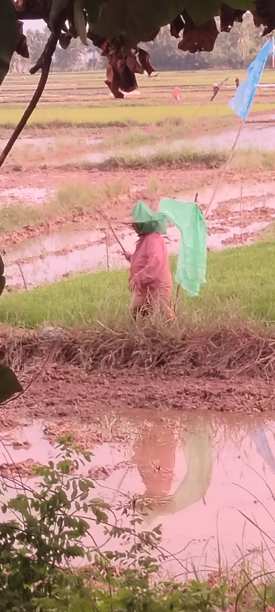 In a rural landscape in Peurupok, Indonesia, a person is visible in a flooded rice paddy. The individual, wearing a pink garment and a green protective net over their head, appears to be fishing or engaged in an agricultural activity. A green plastic bag hangs from a stick near them, and a blue flag is planted in the background. The surrounding environment consists of lush green vegetation, muddy waterlogged fields, and a distant line of trees. The scene is viewed through the branches of a tree in the foreground, which partially obscures the view of the rice paddies. The lighting suggests it is daytime, with overcast conditions possibly present.
