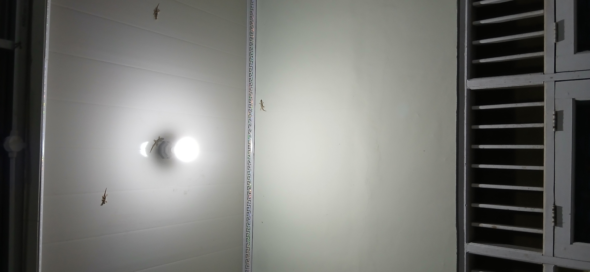 In Samarinda, Indonesia, a domestic scene unfolds on a white paneled ceiling, illuminated by a bright fluorescent light fixture. Four small geckos are visible, clinging to the ceiling's surface. One gecko is positioned to the left of the light, another directly above it, and two others are further to the right, with one near the light and the other further away towards the edge of the frame. Below the ceiling, a decorative border with a repeating geometric pattern runs horizontally across the upper section of a plain white wall. At the bottom of the image, a grey metal grate with vertical bars covers a dark recessed area, likely a window or ventilation opening. The overall impression is of a common household environment in a tropical climate.
