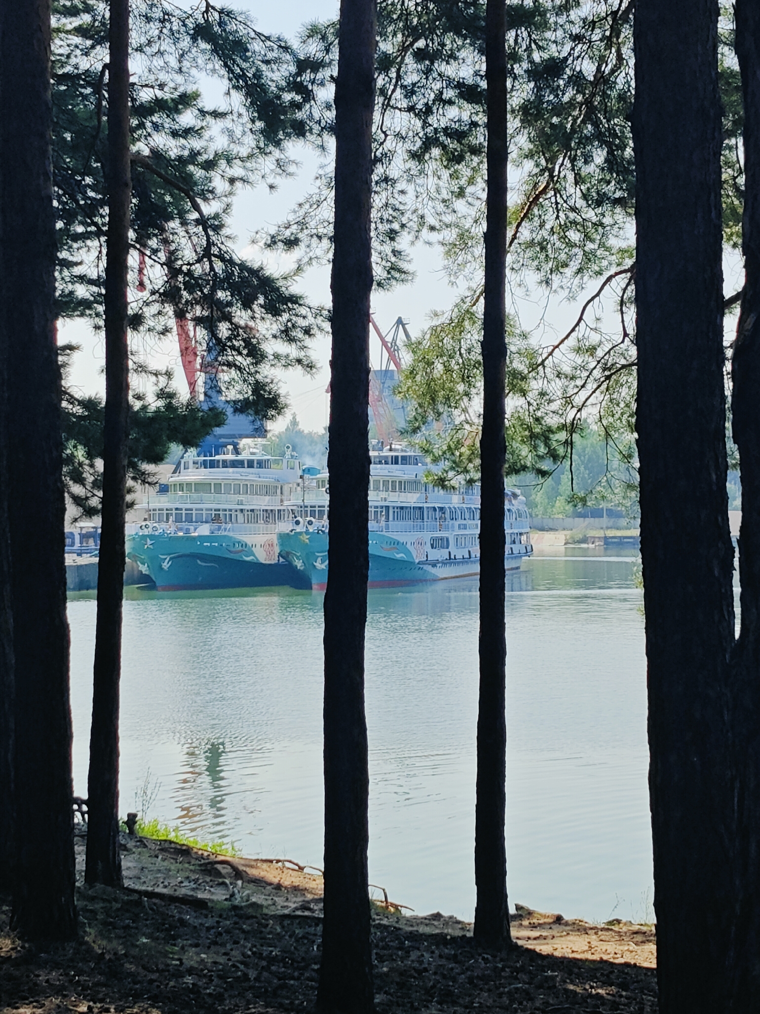 The image depicts a serene waterfront scene, likely within the city of Chaikovsky, Russia, offering a glimpse of industrial activity juxtaposed with natural beauty. In the foreground, several tall, dark pine trees stand prominently, their trunks and branches partially obscuring the view beyond. The ground beneath the trees is covered with pine needles and scattered debris, suggesting a natural, perhaps park-like, setting.
Beyond the trees, the calm, light blue water of a river or bay stretches into the distance. The water reflects the clear sky and the structures on the opposite bank, creating a gentle, shimmering effect.
Moored along the waterfront are two large, white passenger ships, their hulls painted a distinctive turquoise blue and adorned with intricate white designs, possibly depicting birds or mythical creatures. These vessels appear to be well-maintained and ready for service, with multiple decks, windows, and railings visible.
In the background, industrial cranes and structures rise against the horizon, indicating a port or shipyard. These elements suggest a functional part of the city's infrastructure. The overall atmosphere is peaceful, with the natural elements of the trees and water softening the more industrial aspects of the scene. The lighting suggests it is daytime, possibly late morning or early afternoon, with the sun casting a gentle illumination on the water and ships. There are no people visible in the frame, and the scene appears quiet and undisturbed.