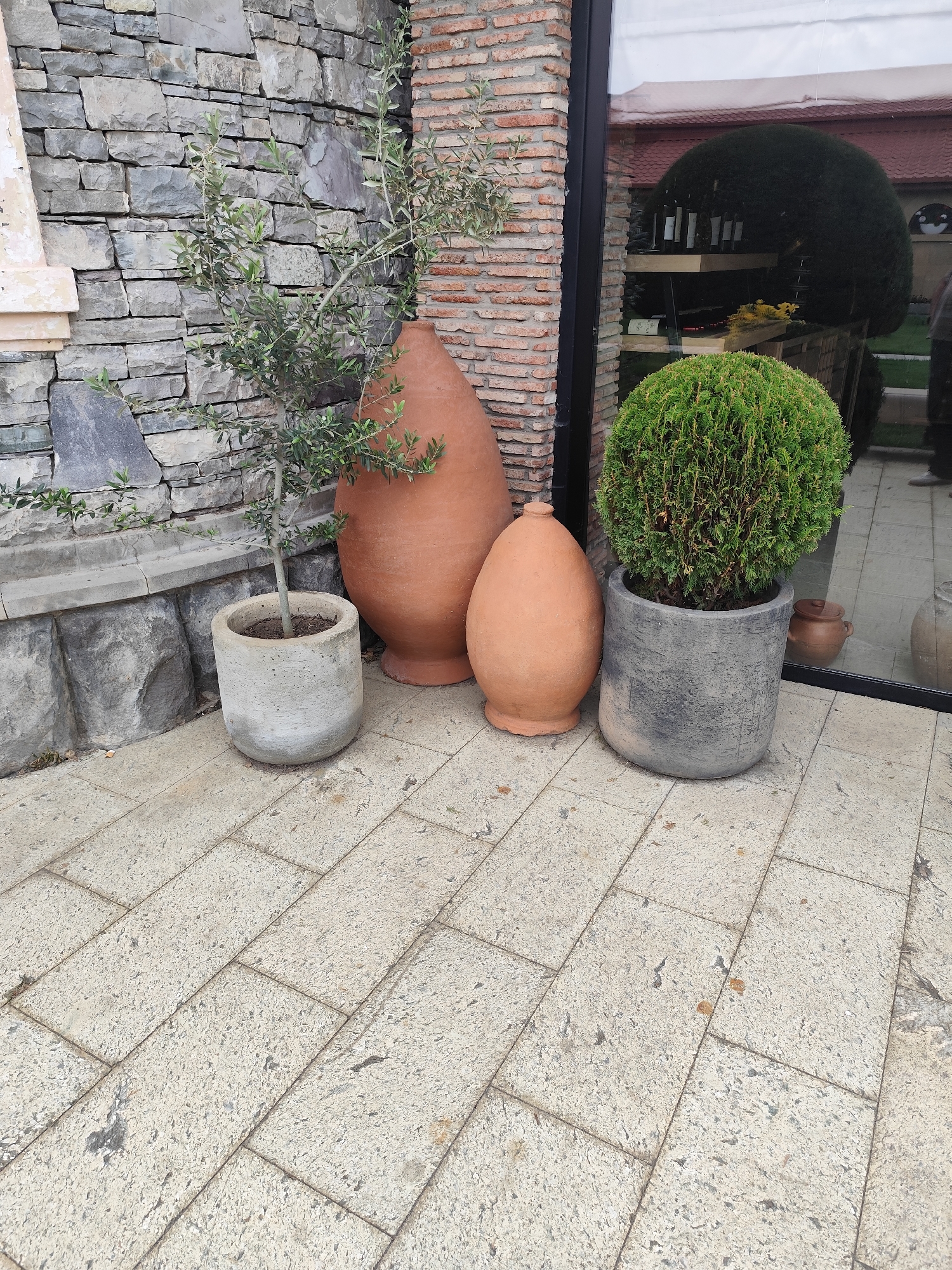 This is a medium shot, eye-level, outdoor photograph of a decorative arrangement of plants and pottery on a stone-paved patio. In the background, a stone-clad wall and a brick wall frame a large window. Through the window, several bottles of wine are visible on shelves, along with a reflection of a building with a red roof.
In the foreground, from left to right, is a small olive tree in a light gray, cylindrical concrete planter. Behind it, to the right, are two large, reddish-brown, egg-shaped pottery vessels. The larger vessel is taller and wider, while the smaller one is shorter and more rounded at the top. To the far right, a dense, spherical green shrub is planted in a dark gray, rough-textured, cylindrical concrete planter.
The patio is paved with rectangular, light-colored stone tiles with visible gray speckles and some reddish-brown stains. The overall scene suggests an exterior entrance or a garden area of a commercial establishment, potentially a wine cellar or restaurant, located in Mtskheta, Georgia. No people are directly visible in the frame, though a reflection in the window suggests their presence inside.