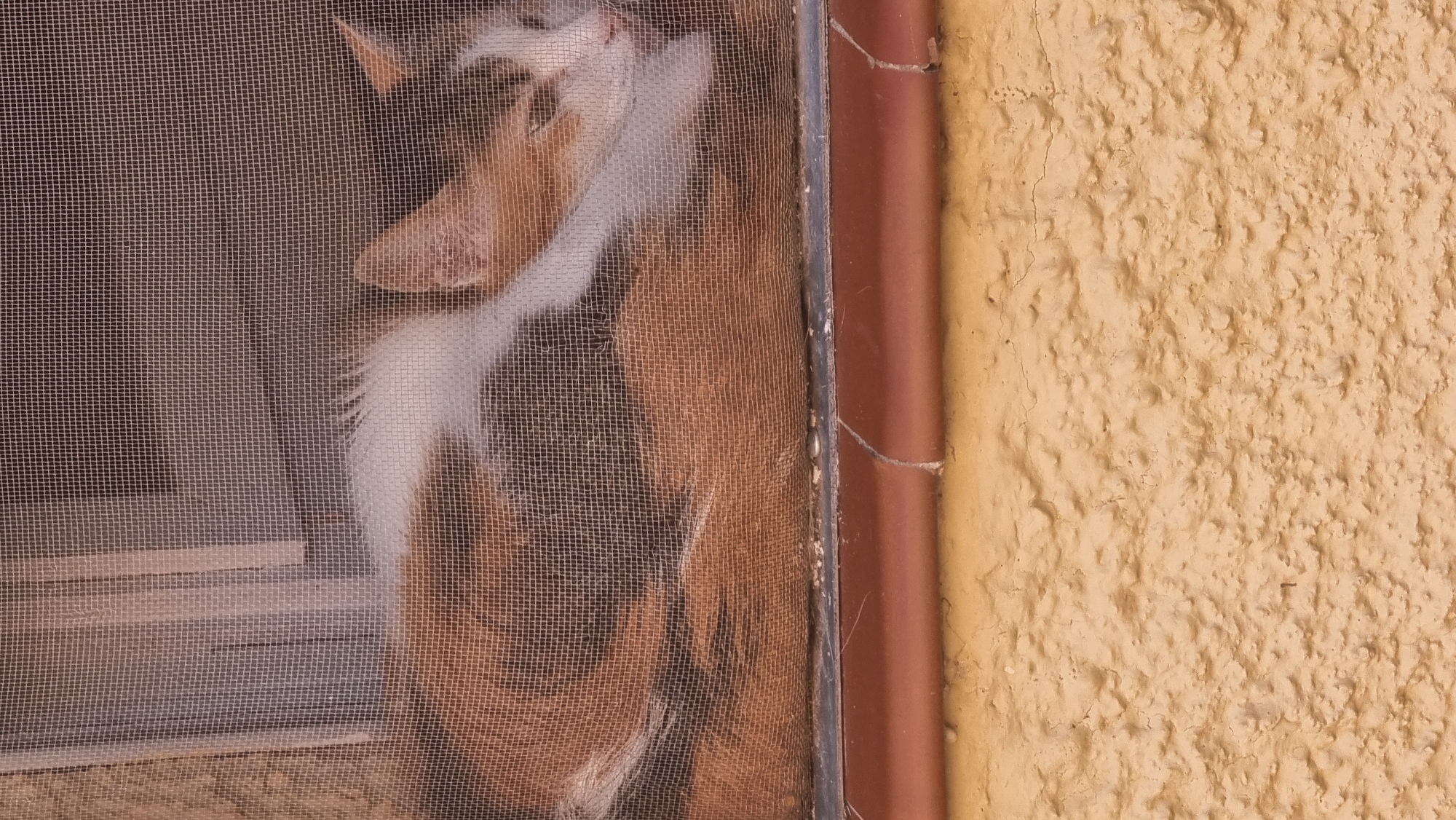 A calico cat with orange, white, and brown fur is resting behind a window screen in what appears to be a building in Sant Joan Les Fonts, Spain. The cat is curled up, with its head visible and turned to the right. The background behind the cat is obscured by the screen and appears to be a room interior, possibly with vertical blinds. Below the window, a textured, yellow-painted exterior wall is visible, with a reddish-brown trim piece running horizontally along the bottom edge of the window frame. The scene is captured from a medium distance, focusing on the cat and its immediate surroundings.