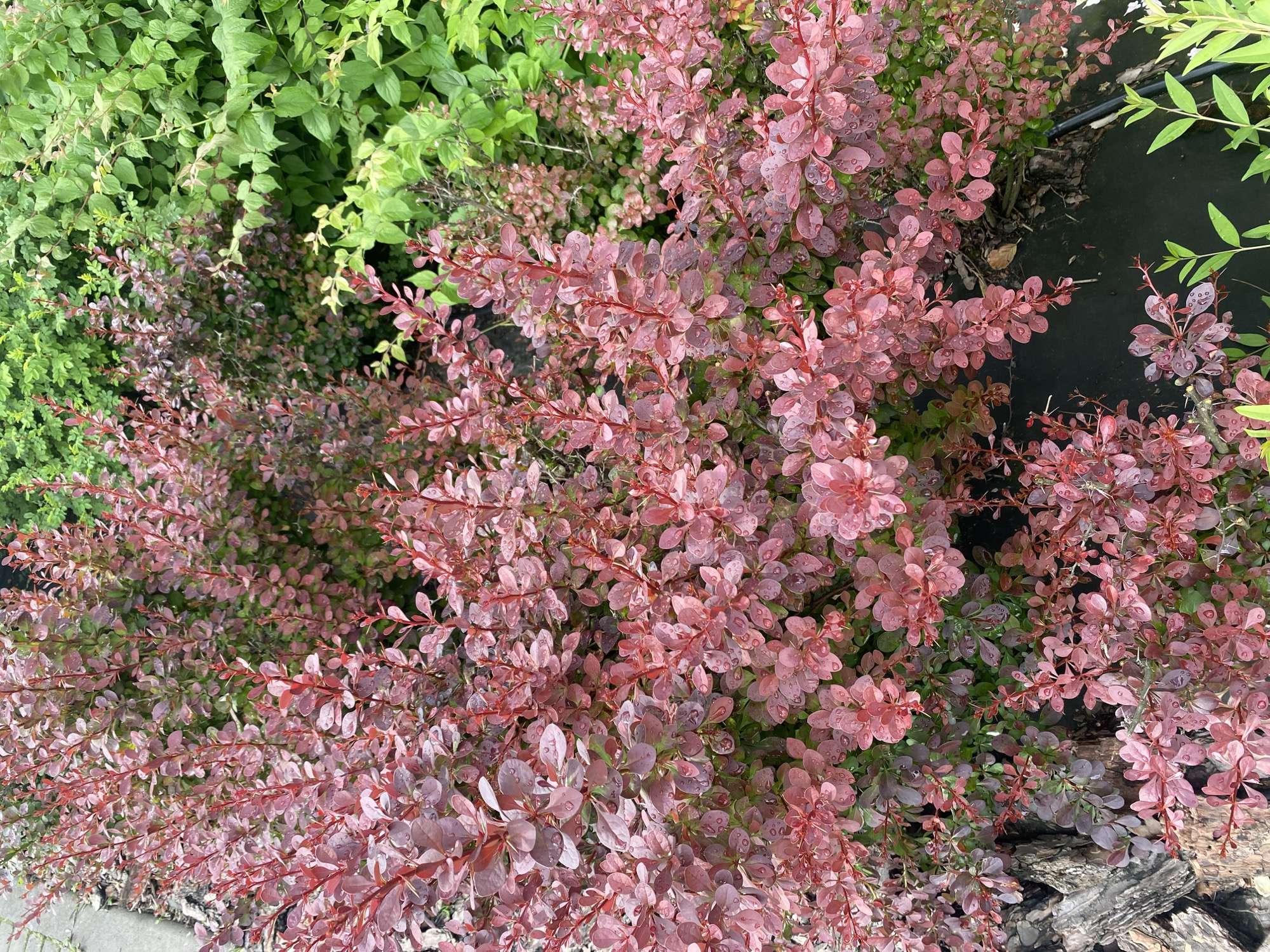 This image shows a dense shrub with small, reddish-purple leaves, some of which have water droplets on them. The shrub is in the foreground, with a background of lush green foliage. To the left of the shrub, there is some coarse, dark material that appears to be mulch or bark chips. To the right and behind the shrub, there are other plants with bright green leaves, some of which appear to be flowering or have small buds. The overall impression is of a well-maintained garden or natural area. The image was taken in Rozhny, Ukraine. There are no people or animals visible in the image.
