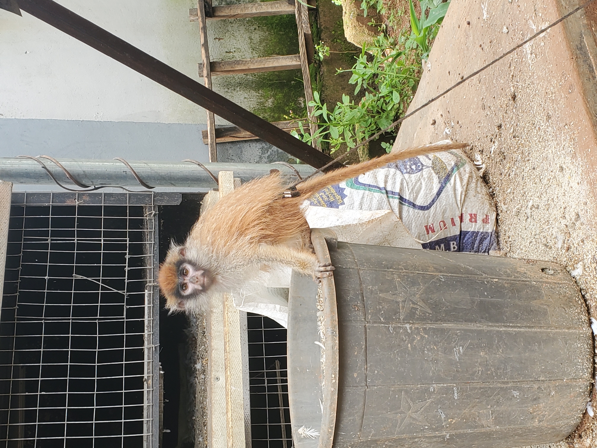 A monkey is perched on the rim of a large, dark gray plastic tub filled with light-colored granular material. Behind the tub, to the left, is a wire-mesh cage with multiple levels. To the right of the cage and tub, a light blue structure with a diagonal dark brown metal pole leans against it. Green vegetation is visible in the background, with a wooden ladder-like structure partially obscured by the vegetation. The ground is covered with the same granular material as the tub, along with some white feathers. The overall scene appears to be outdoors in an area that may be an enclosure or animal holding facility. The monkey has light brown and white fur, with dark markings around its eyes and on its face. It is looking directly at the camera with a curious expression.