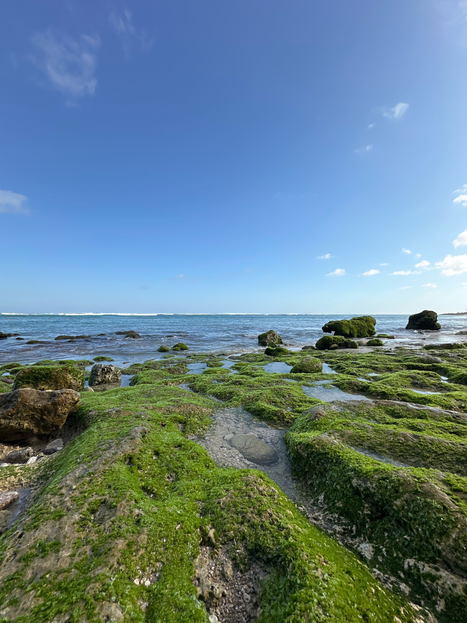 The image depicts a rocky coastline covered in vibrant green algae under a clear blue sky. The foreground is dominated by the mossy rocks and shallow pools of water that have collected amongst them. In the mid-ground, the turquoise ocean meets the shore, with small waves breaking. The horizon line is sharp, separating the sea from the sky, which is dotted with a few wispy white clouds. The scene is devoid of any human presence or artificial structures, suggesting a natural and undeveloped coastal environment, consistent with areas such as the beaches in Kuta Selatan, Indonesia, which are known for their rocky outcrops and tide pools.