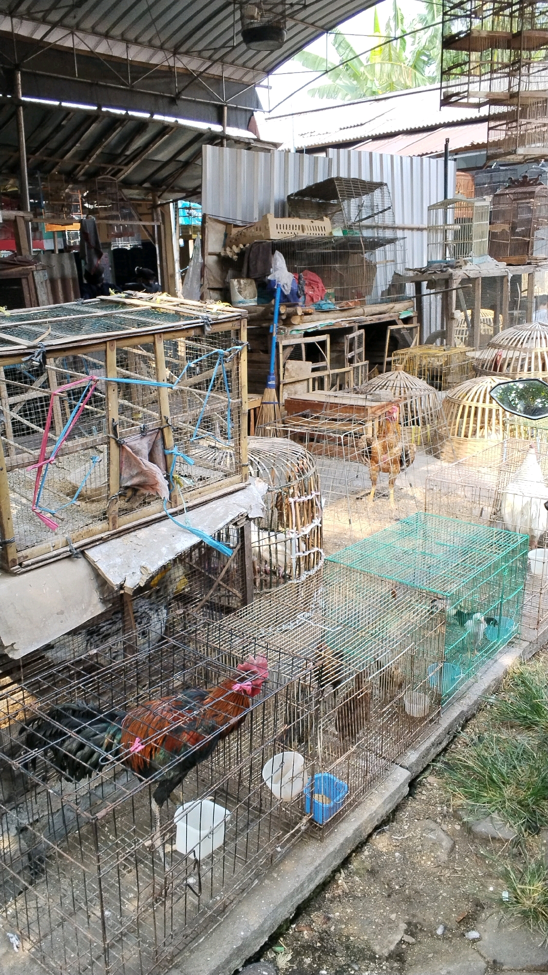 The image depicts a bird market in Mojokerto, Indonesia. The scene is filled with numerous cages of various sizes and materials, containing chickens and other birds. The cages are stacked and arranged haphazardly, some made of metal wire, others of wood and bamboo. Several roosters are prominently visible in the foreground and middle ground, their colorful plumage contrasting with the metallic structures. In the background, there are stalls and structures with corrugated metal roofs, suggesting a semi-permanent outdoor market. The ground is a mixture of dirt and concrete, with some patches of dry grass. The lighting indicates it is daytime, possibly late morning or early afternoon. There are no people clearly visible in the image, but the presence of the market implies human activity. The overall impression is one of a bustling, albeit somewhat cluttered, marketplace for poultry.