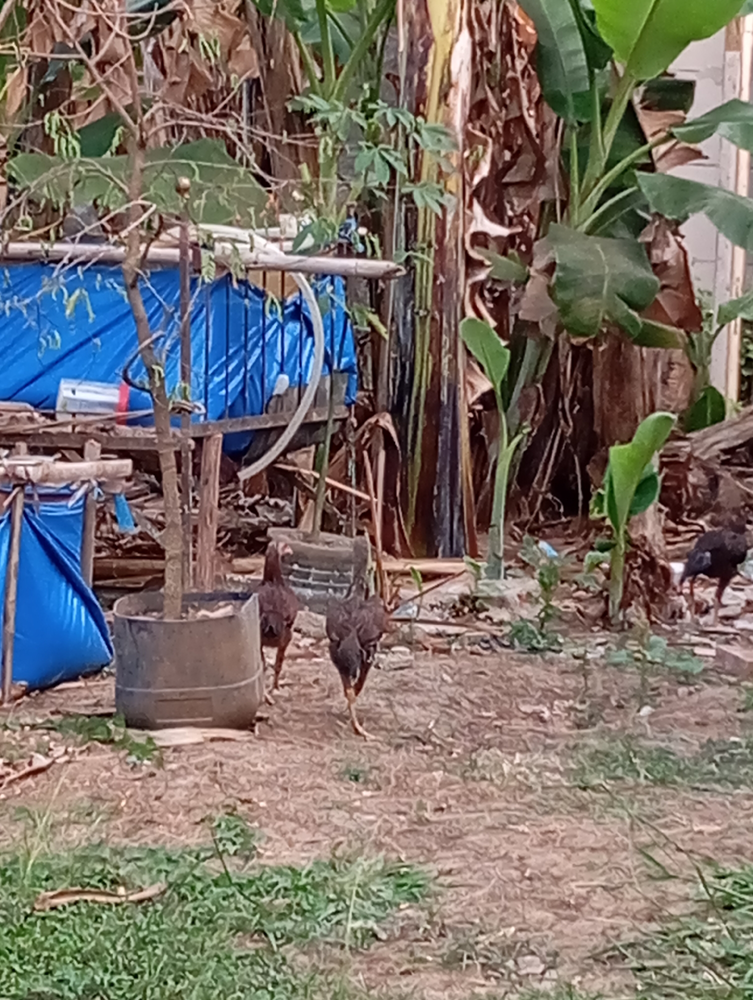 The image depicts an outdoor scene in Sudikampiran, Indonesia, with a focus on a rustic yard area. Dominating the background are several large banana trees with their characteristic broad leaves and fibrous trunks, suggesting a tropical environment. To the left, a large blue tarp is visible, draped over some wooden structures, possibly indicating temporary shelter or storage. In the foreground, two chickens are walking on the dry, dusty ground, which is interspersed with patches of green grass. One chicken, closer to the center, is facing away from the camera, while another, to its right and slightly further back, is also facing away. A third chicken, partially visible on the far right, is walking away from the viewer. A large, dark, cylindrical pot containing a small tree is situated to the left of the chickens. The overall impression is one of a simple, rural setting.