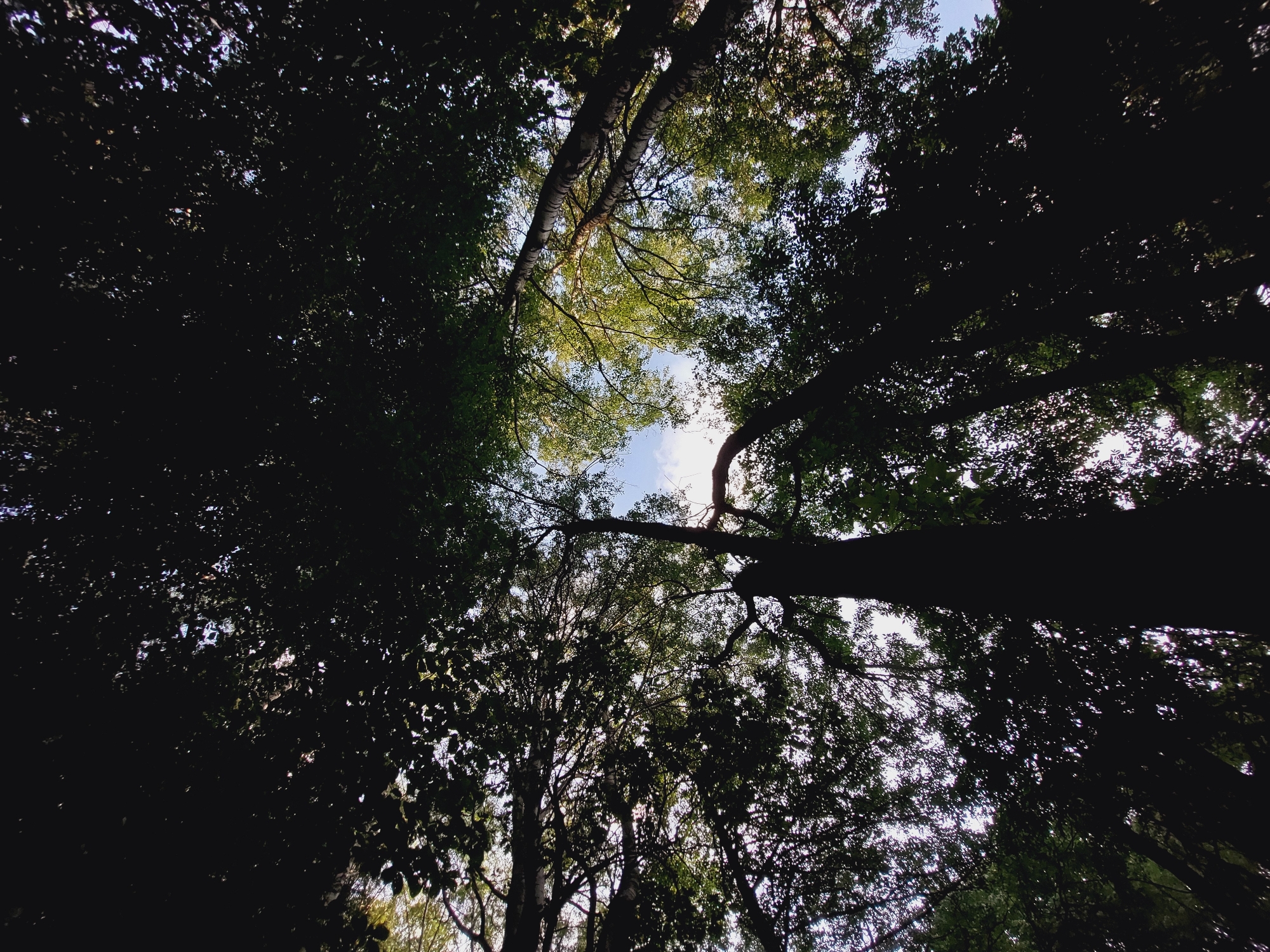 The image shows a low-angle view looking up through the canopy of a dense forest. Tall, dark tree trunks dominate the foreground and midground, silhouetted against a bright sky. The leaves of the trees are thick and dark, creating a strong contrast with patches of sky that peek through. The sky itself is a pale blue with some wispy white clouds visible. The overall impression is one of being deep within a wooded area, with the sun filtering through the foliage. There are no people or discernible man-made objects in the frame, suggesting a natural environment. The specific location of Bistritsa, Bulgaria, is not visually identifiable from the image itself.