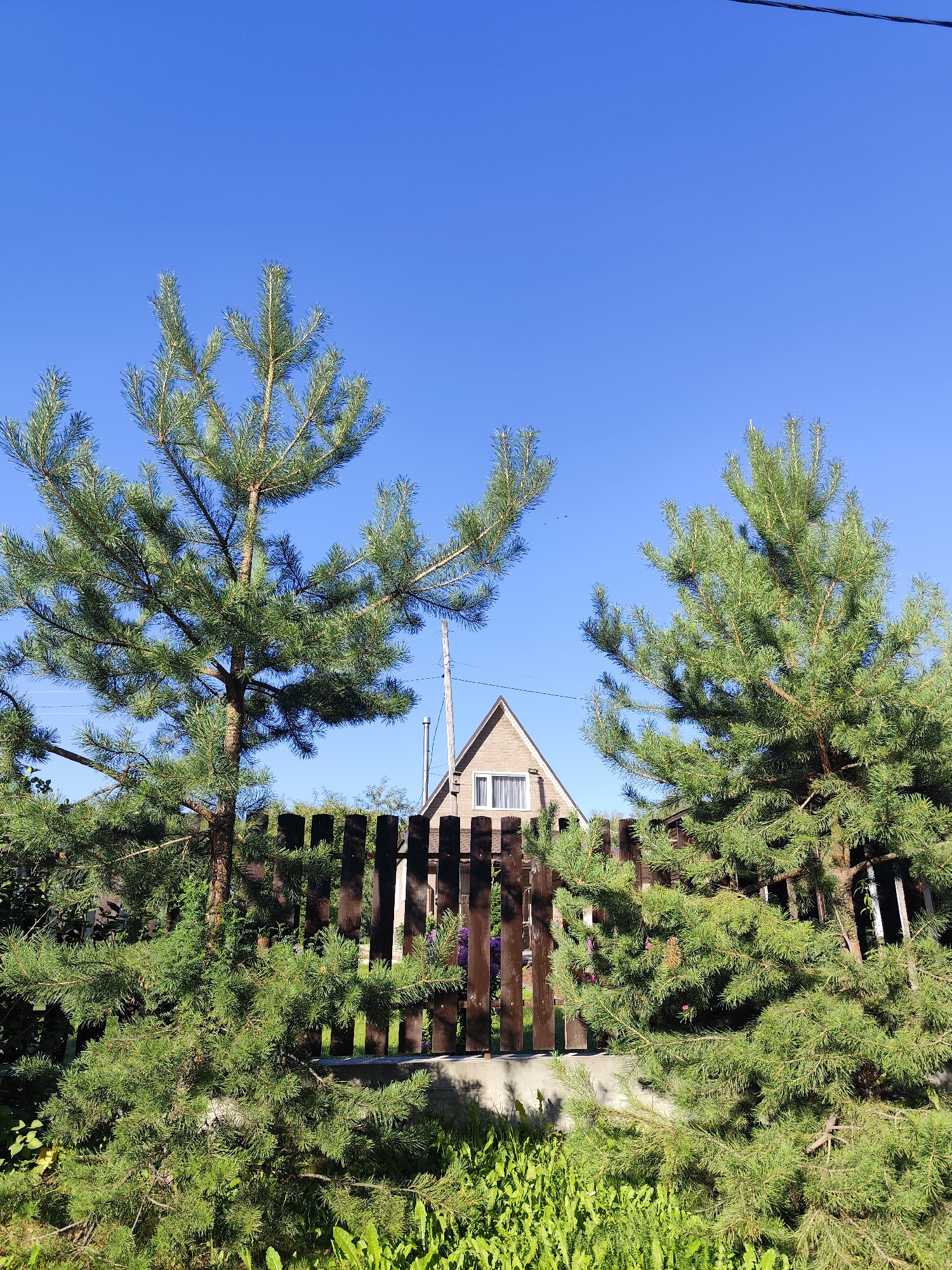 This image captures a sunny day in Барлакский, Russia, with a clear blue sky dominating the upper half. Two mature pine trees frame the view, their needles a vibrant green against the sky. A dark wooden fence runs horizontally across the mid-ground, partially obscuring a light-colored house with a peaked roof and a single window visible. The house appears to be made of brick or stone. In the foreground, lush green grass and some unidentified plants grow. A utility pole with wires can be seen to the right of the house. The overall impression is a quiet, rural or suburban residential scene.