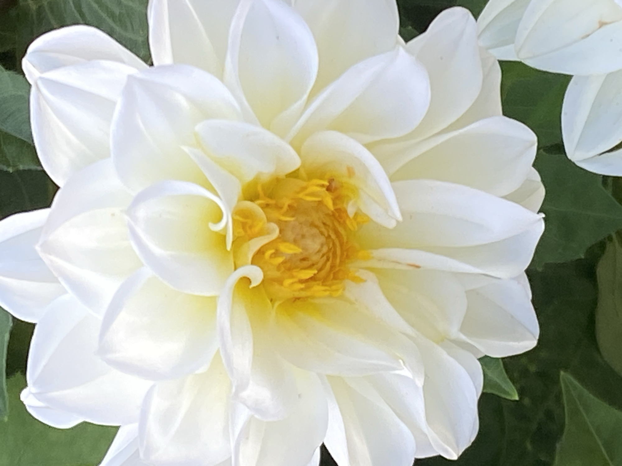 This is a close-up, vertical shot of a white dahlia flower. The flower is in full bloom, with numerous delicate petals radiating from a bright yellow center. Some petals are tightly furled near the center, while others are more open and sweeping outwards. The background is composed of dark green foliage, suggesting an outdoor setting. There is no indication of Novokuznetsk, Russia, or any specific location. The image focuses solely on the botanical subject.