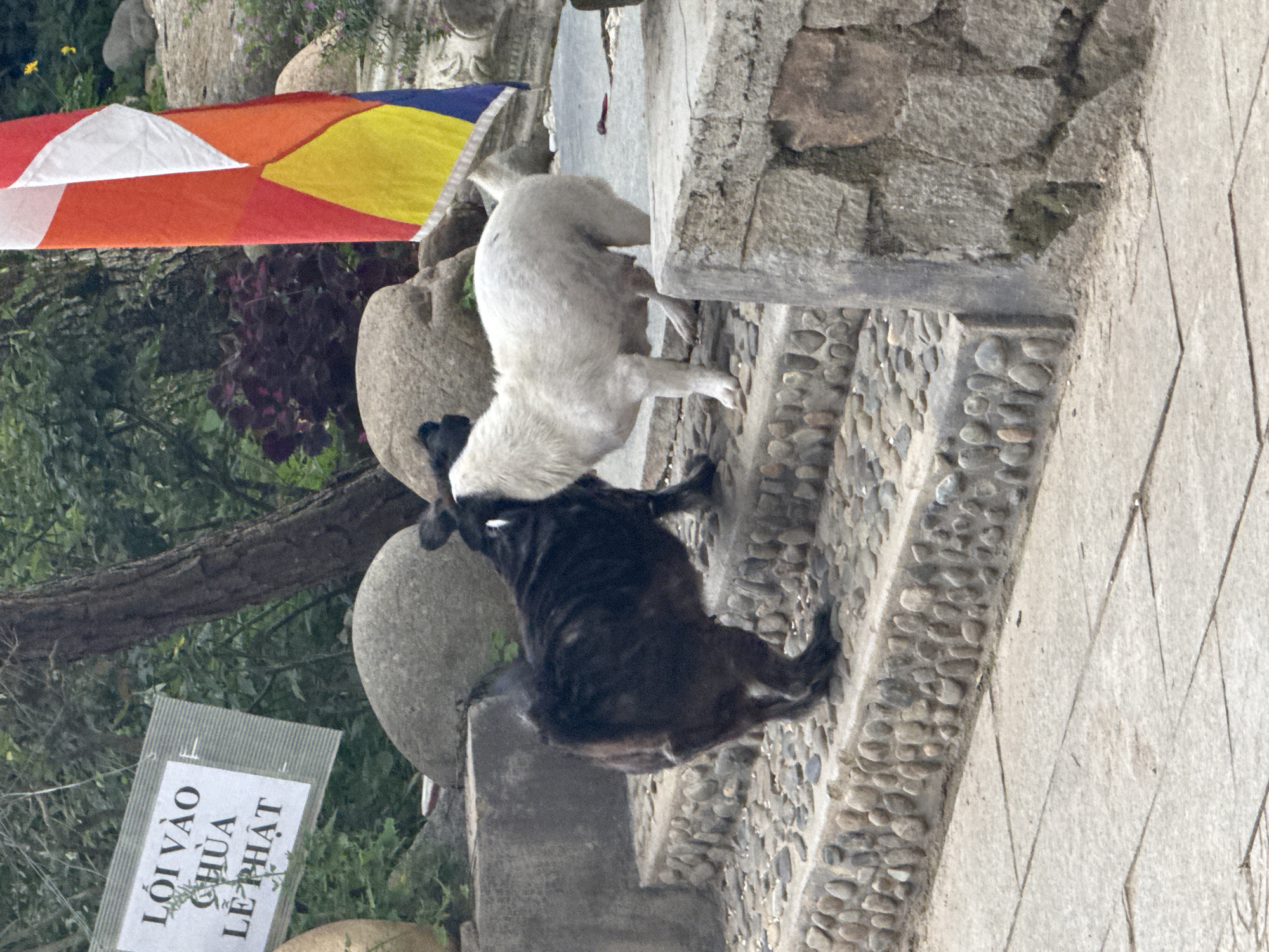 Two dogs, one white and one black, are interacting on a stone staircase in Da Lat, Vietnam. The white dog is facing away from the camera, appearing to be jumping or running, with its body in mid-air. The black dog is on all fours, facing the white dog, and seems to be either playing or interacting with it. The setting is outdoors, with greenery and rocks visible in the background. A colorful Buddhist flag is partially visible in the upper left corner of the image. A sign with Vietnamese text is placed in the lower left corner, leaning against a rock. The overall impression is of a casual, possibly playful scene in a natural or spiritual setting. The image appears to have been taken during the daytime, with natural light illuminating the scene.
