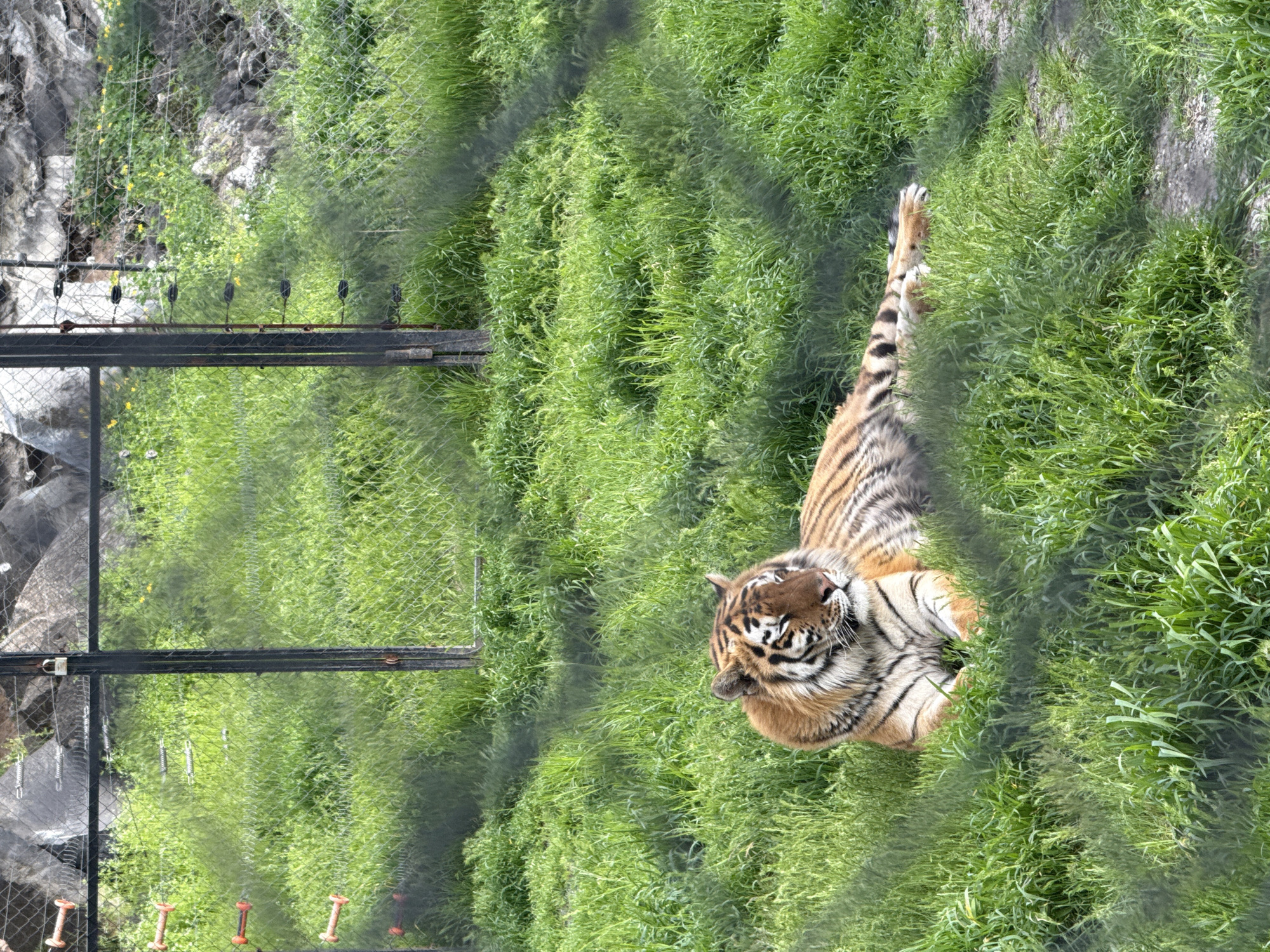 A full shot of a tiger reclining in a grassy enclosure at the Unknown Zoo in Unknown. The tiger is light orange with black stripes and is facing the camera. To the left of the tiger, there is a fence in the background. The environment is primarily green grass.