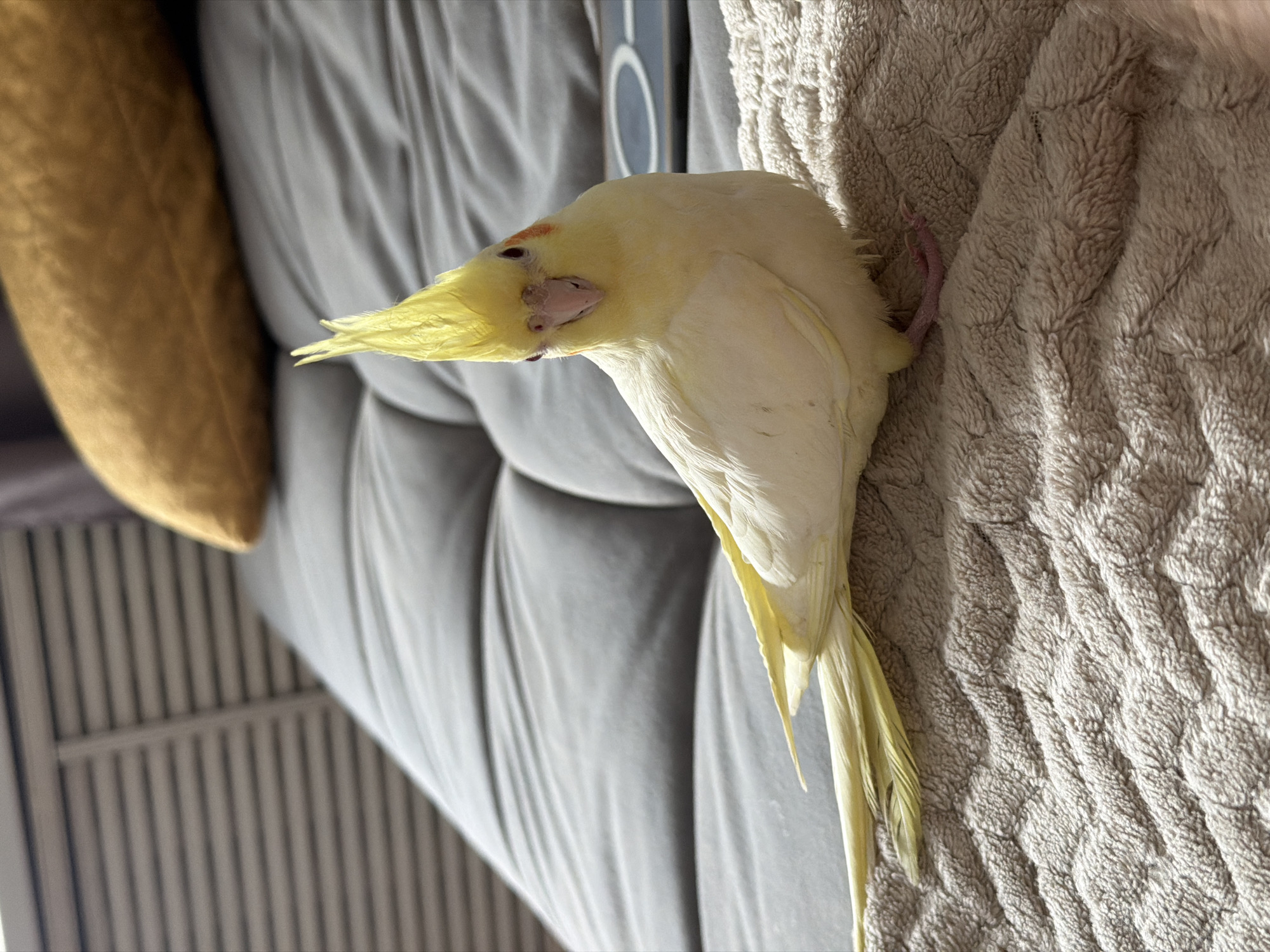 A cockatiel with pale yellow feathers and a crest is perched on a textured, light-colored blanket. The bird is leaning its head downwards, with its eyes closed or nearly closed, suggesting it might be resting or sleepy. Its beak is visible, and a small orange patch is present above its eye. A pink leg with claws is gripping the blanket.
In the background, a gray couch with deep folds is visible, and a corner of a golden pillow rests on the couch. The overall scene appears to be indoors, in a comfortable domestic setting. The lighting suggests it could be daytime, with natural light illuminating the scene. There are no visible text elements in the image. The image is oriented with the top of the bird's head towards the right side of the frame.