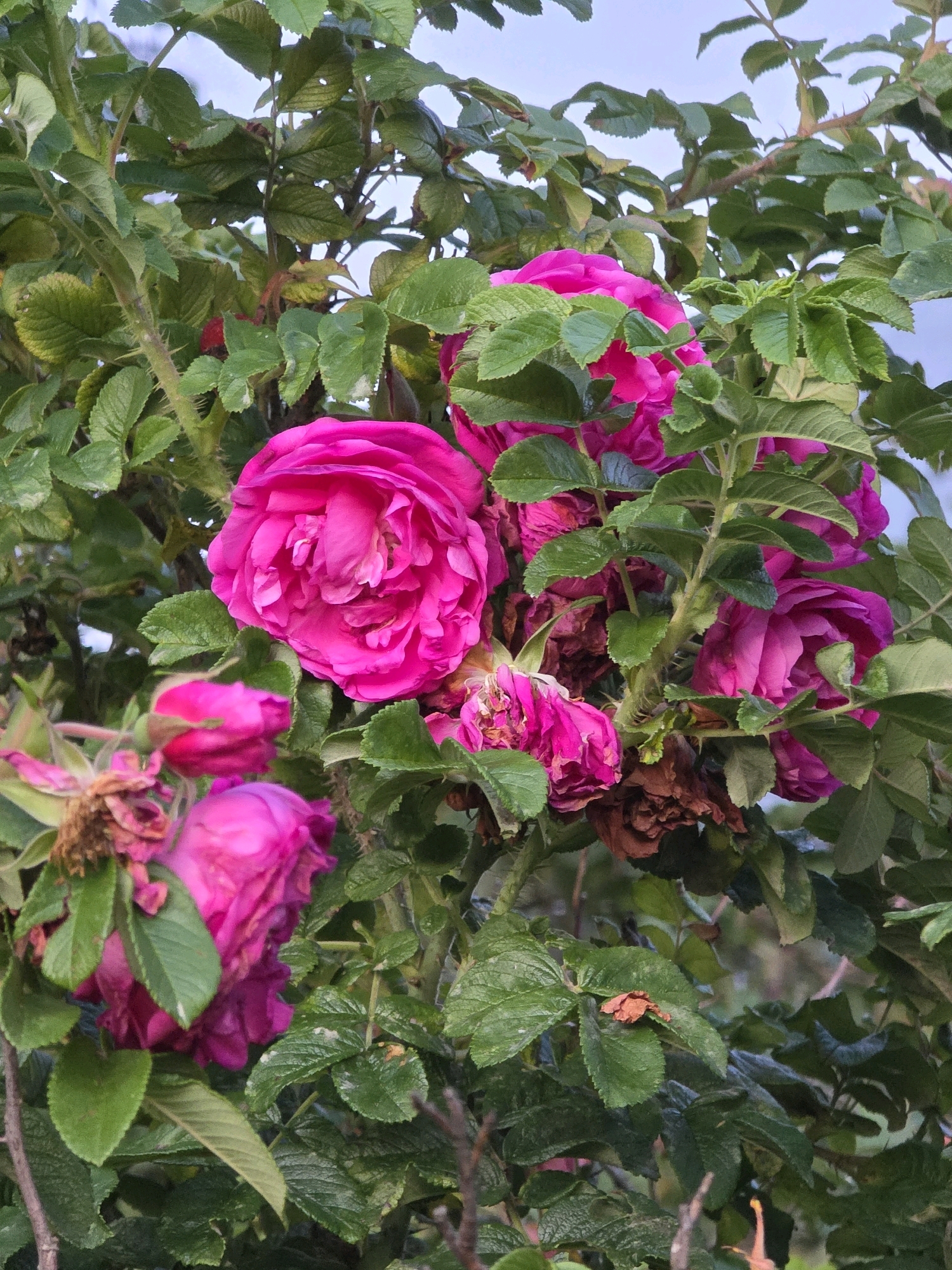 A close-up, eye-level outdoor shot showcases a dense bush with vibrant pink roses and abundant green foliage. The roses, some fully bloomed and others in bud, exhibit a rich, deep pink hue, with delicate petals and intricate textures. The leaves are a lush green, varied in size and shape, some appearing slightly faded or damaged, indicative of natural weathering. Thorny stems are visible, characteristic of a rose bush. The background is a soft blur of muted blues and greens, suggesting an overcast sky and distant vegetation. The overall impression is one of natural beauty and organic growth, with no human presence or urban elements apparent in the frame. The specific location in Речицы, Russia, cannot be determined from the visual information provided.