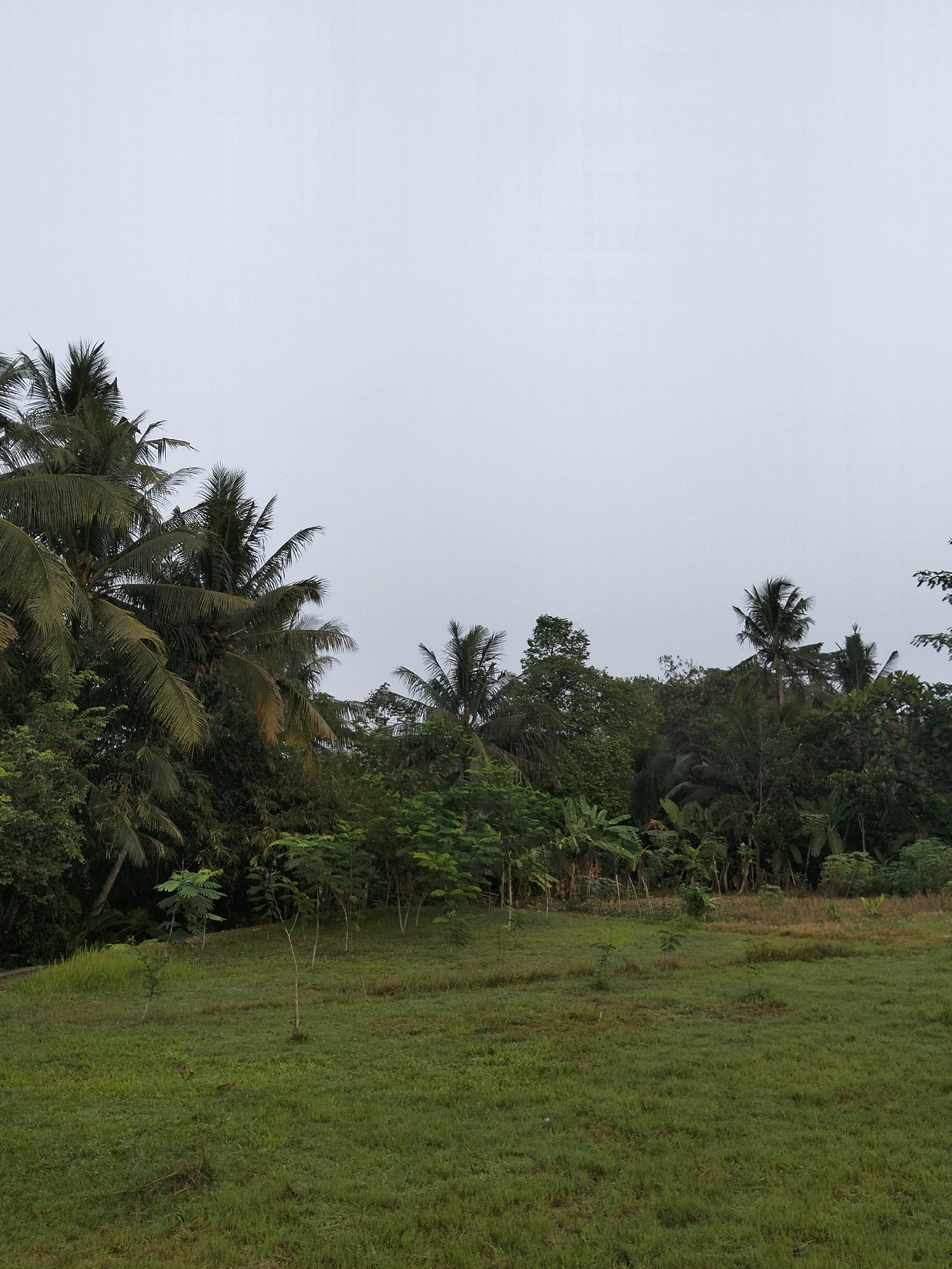 The image depicts an overcast day in a rural area of Purworejo, Indonesia, likely on the outskirts of the city, characterized by lush greenery and tropical vegetation. A partially cleared, grassy field occupies the foreground and midground, dotted with several young saplings. In the background, a dense, verdant treeline dominates the scene, featuring numerous palm trees, banana plants, and other tropical foliage. The sky is a uniform, pale gray, indicating cloudy conditions. No people or animals are visible in the frame. The overall impression is one of a natural, undeveloped landscape.