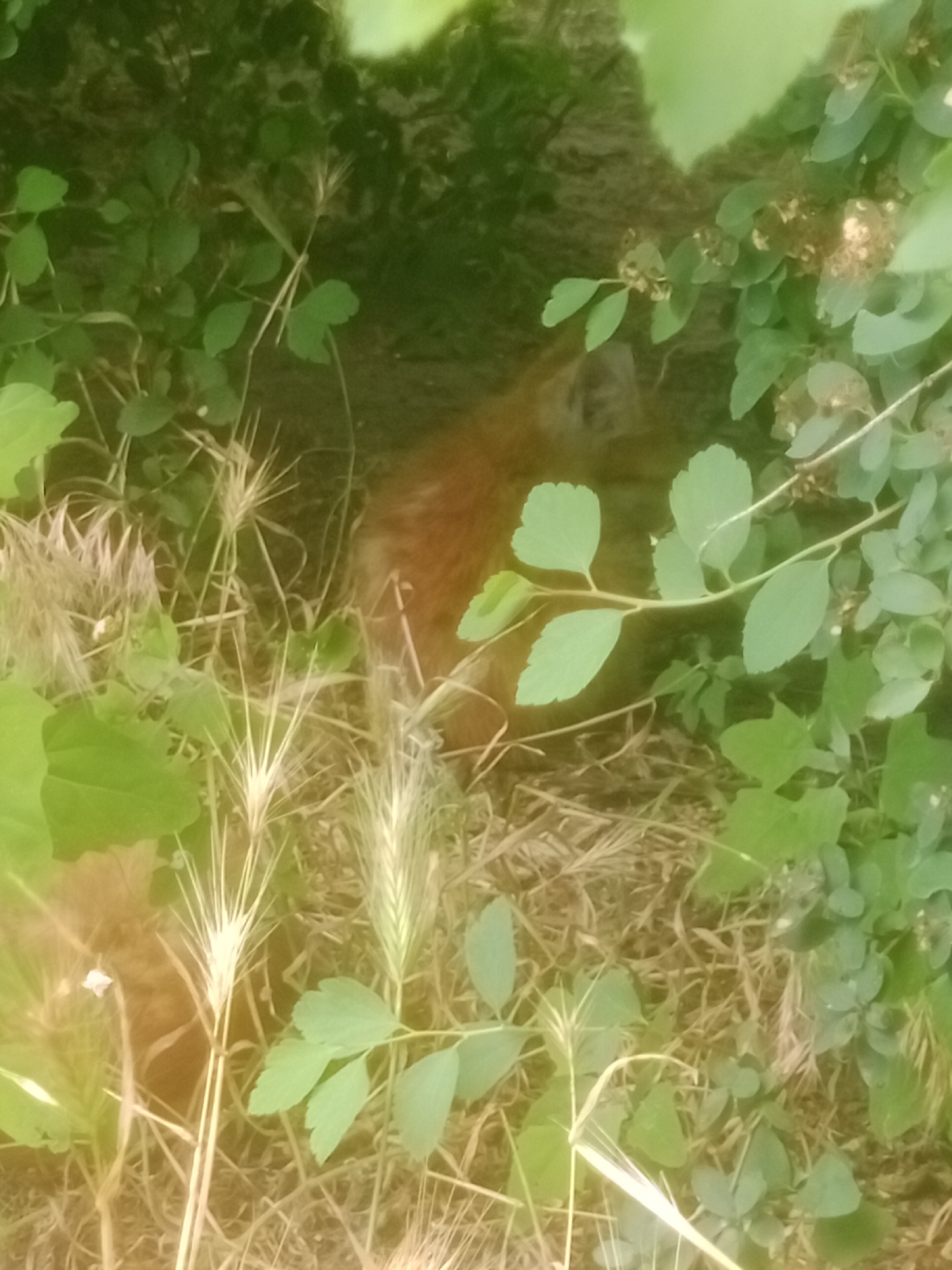 The image depicts an outdoor scene with lush green foliage and dry grass. In the center, a small animal with reddish-brown fur is partially visible, nestled amongst the vegetation. The animal appears to be resting or concealed. The background consists of dark soil and more greenery, suggesting a natural or garden setting. The lighting suggests it is daytime, though the image quality is somewhat blurry. There is no indication of urban infrastructure or specific landmarks that would identify a location within Horishni Plavni, Ukraine. The scene is tranquil and appears to capture a moment of nature.