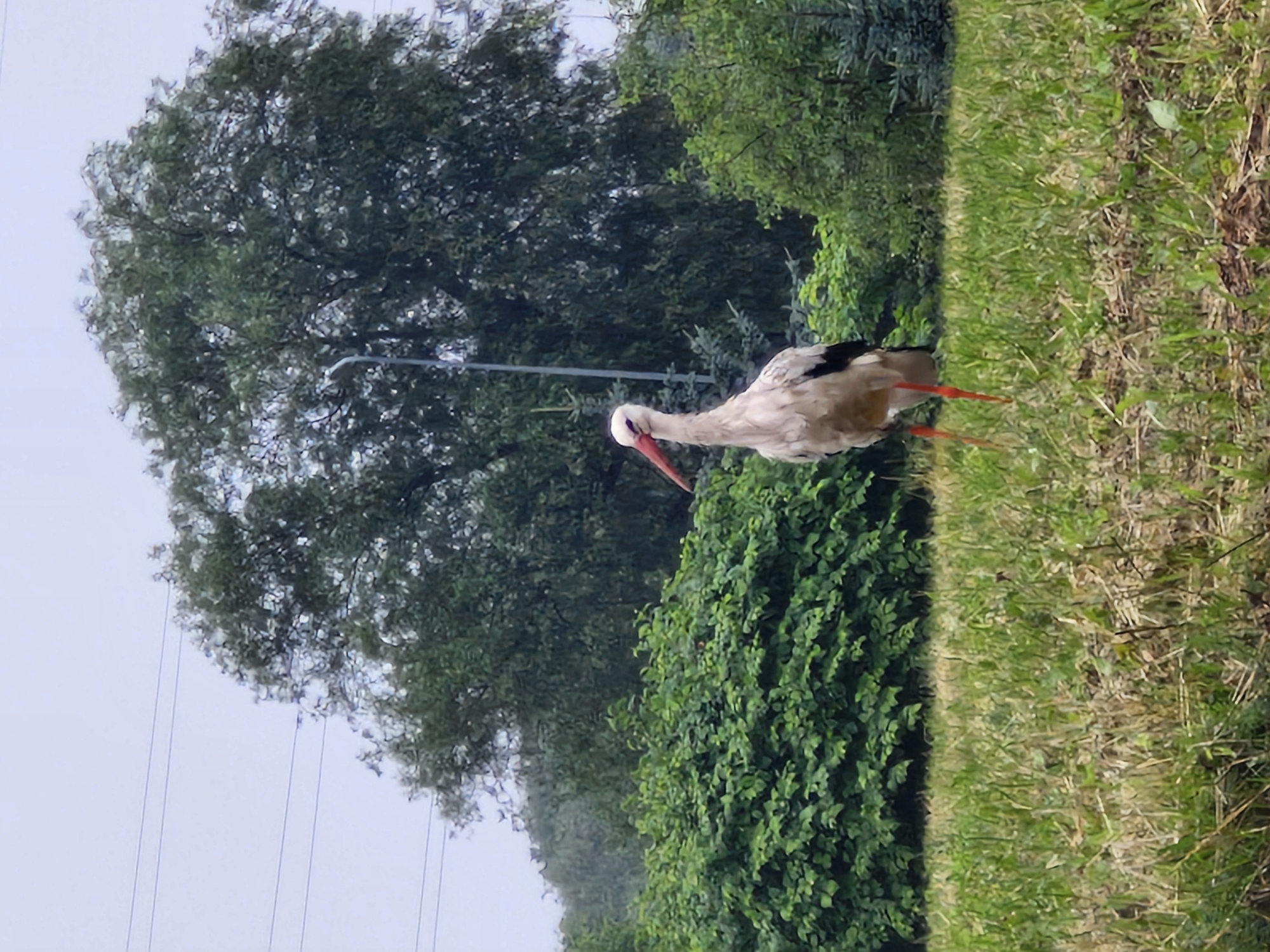 A white stork with black wing tips and an orange beak stands in a grassy field. Behind the stork, lush green bushes and trees form a dense backdrop. A tall streetlamp is visible behind the bushes. In the distance, power lines are strung across a cloudy sky. The ground in the foreground is a mix of green grass and dry, brown patches. The scene appears to be an outdoor, natural setting. Based on the context provided by the prompt, this image could have been taken in Klaipėda, Lithuania.